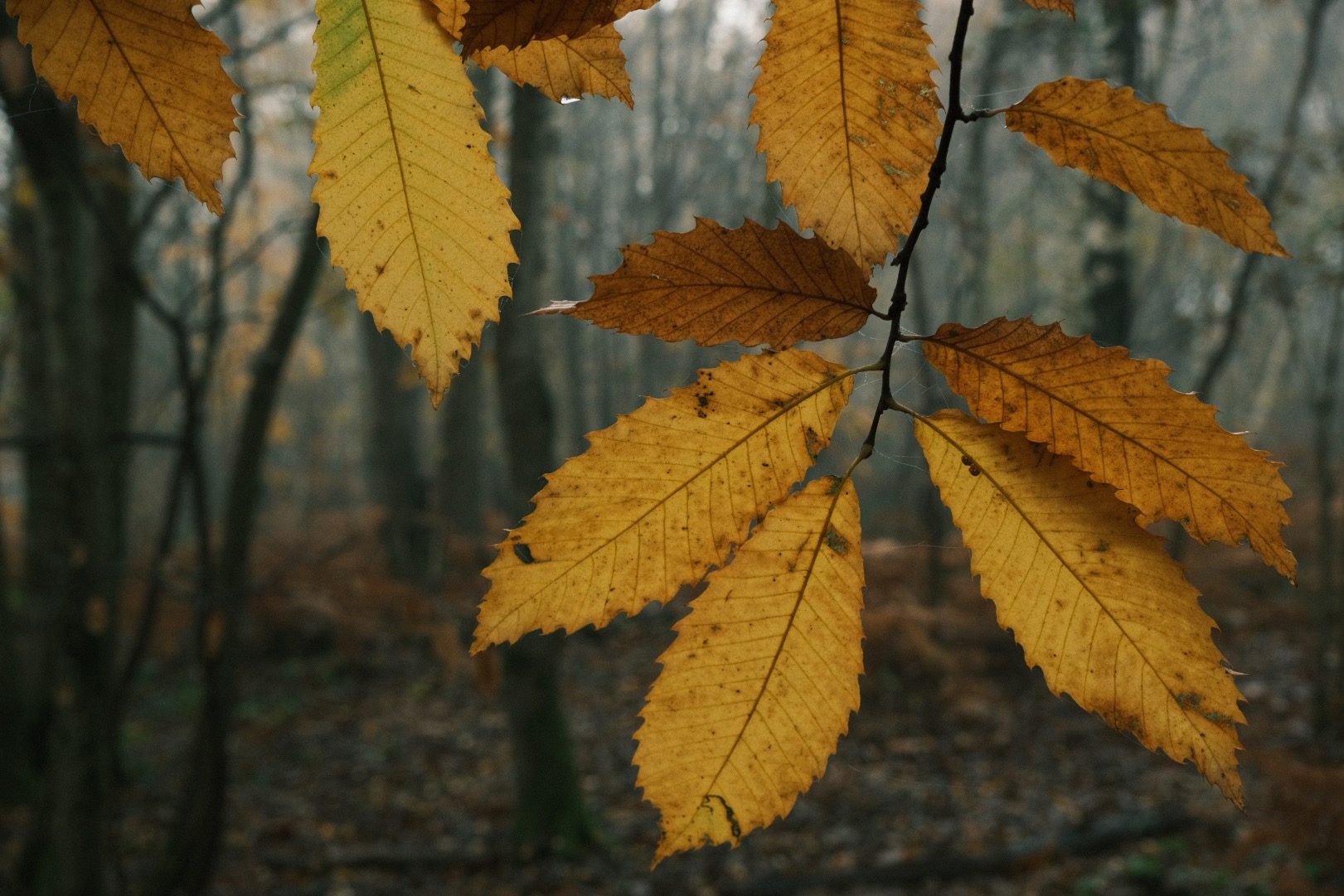 Dawnstar film recipe sample photo