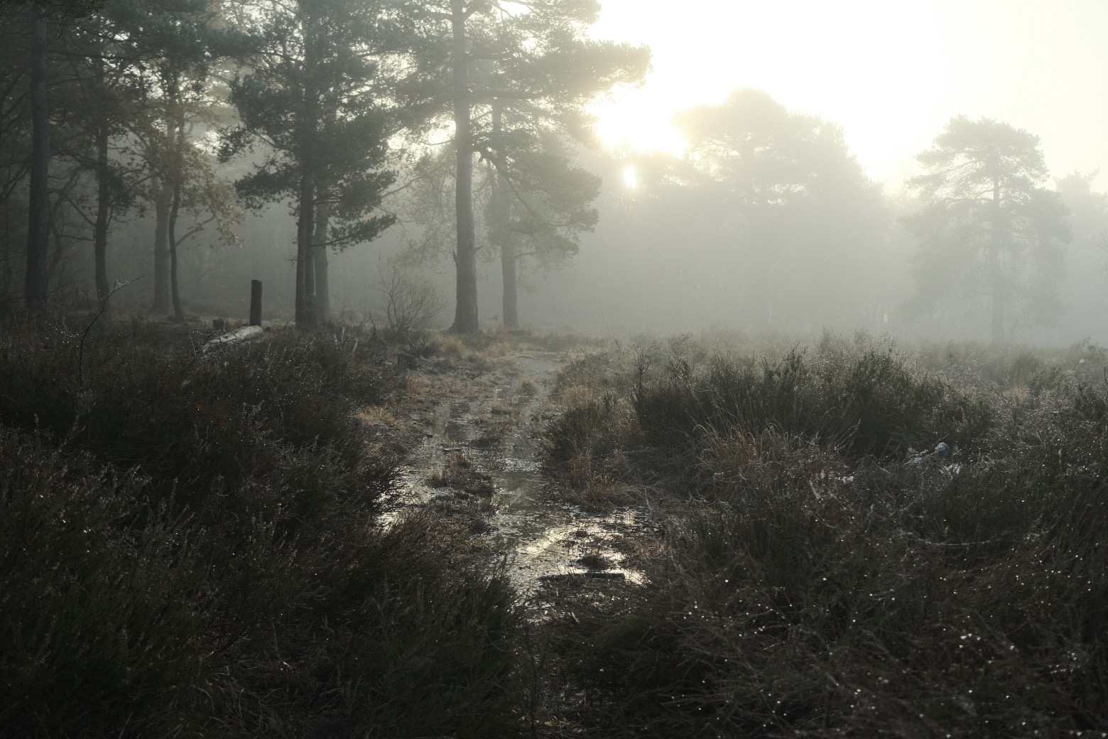 Cinematone film recipe sample photo