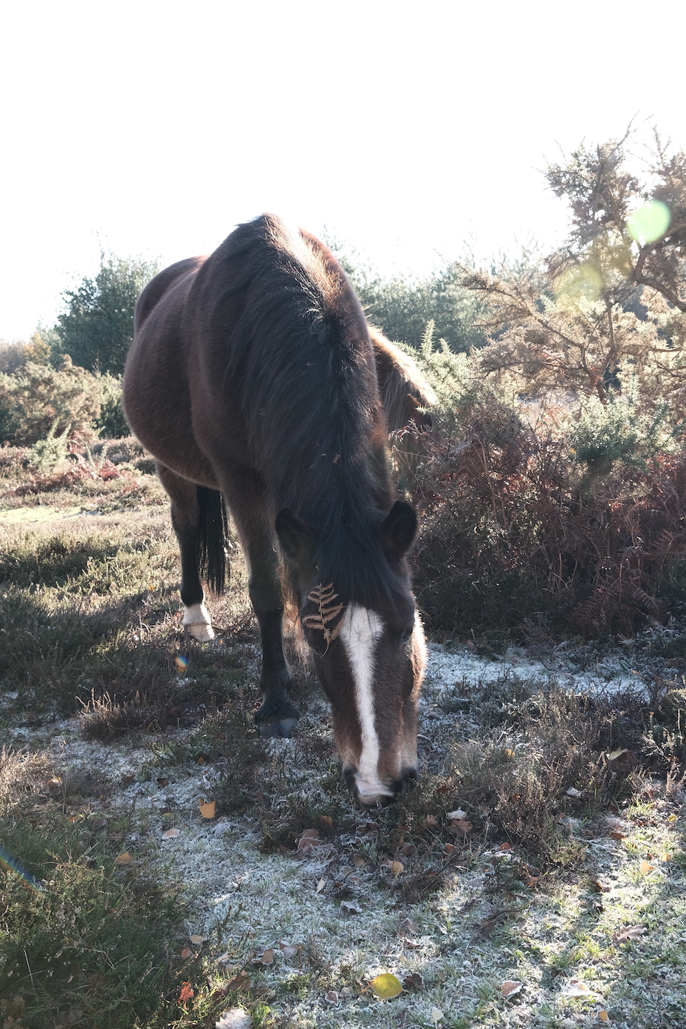 Natural Standard film recipe sample photo