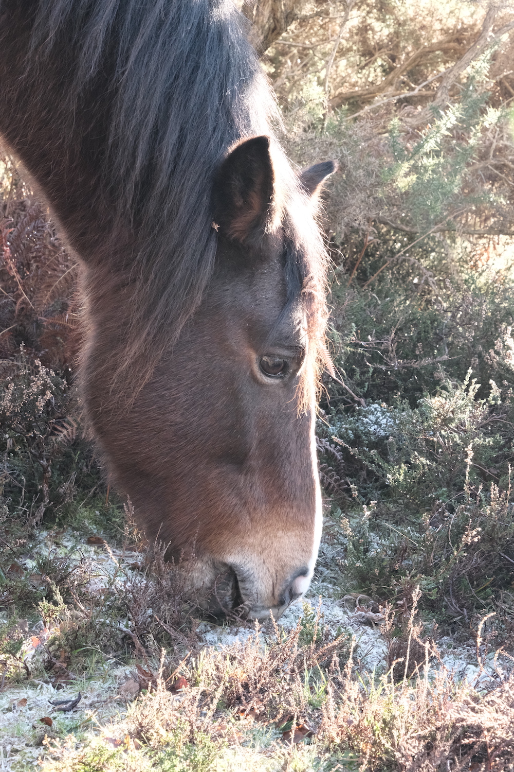 Natural Standard film recipe sample photo