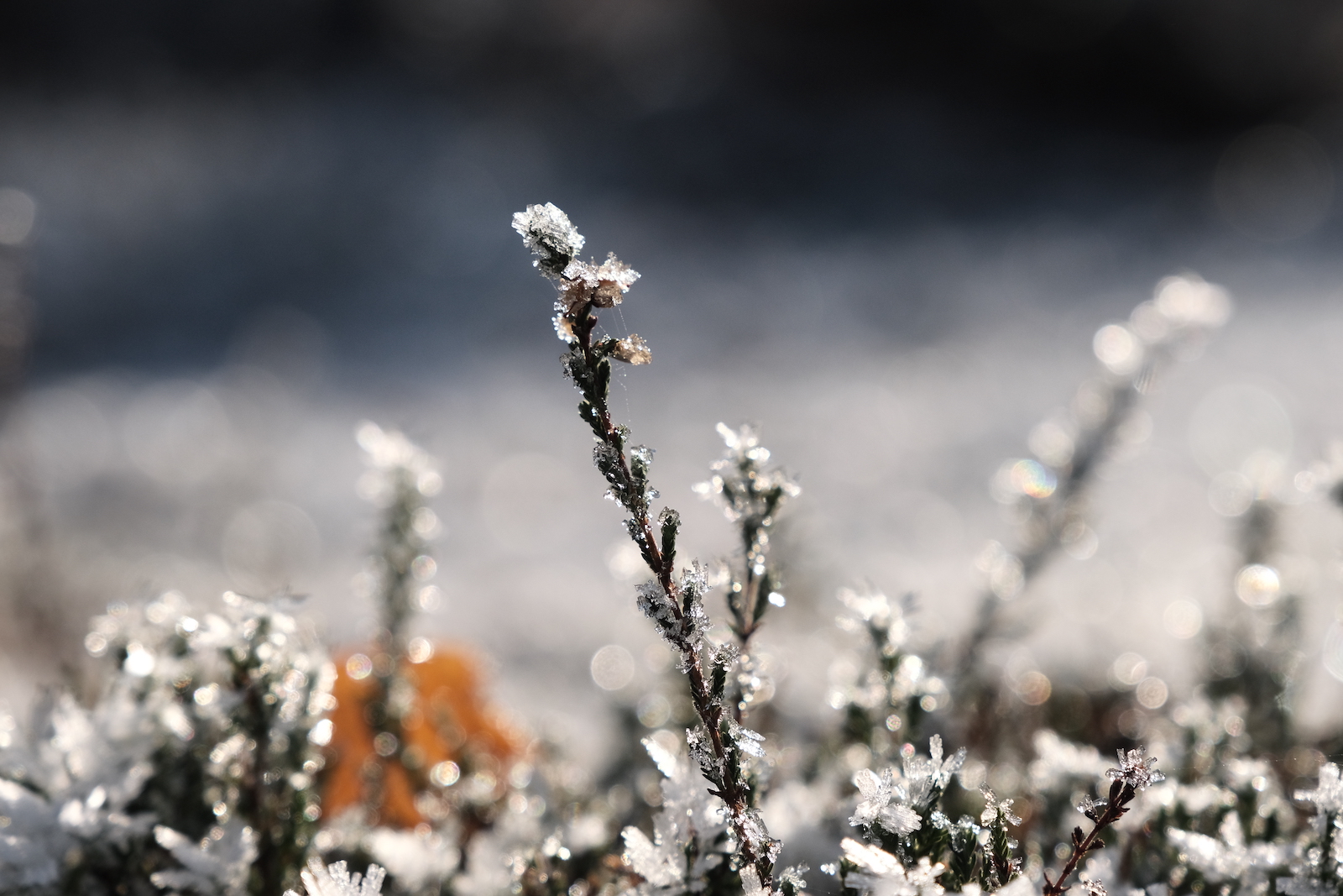 Natural Standard film recipe sample photo