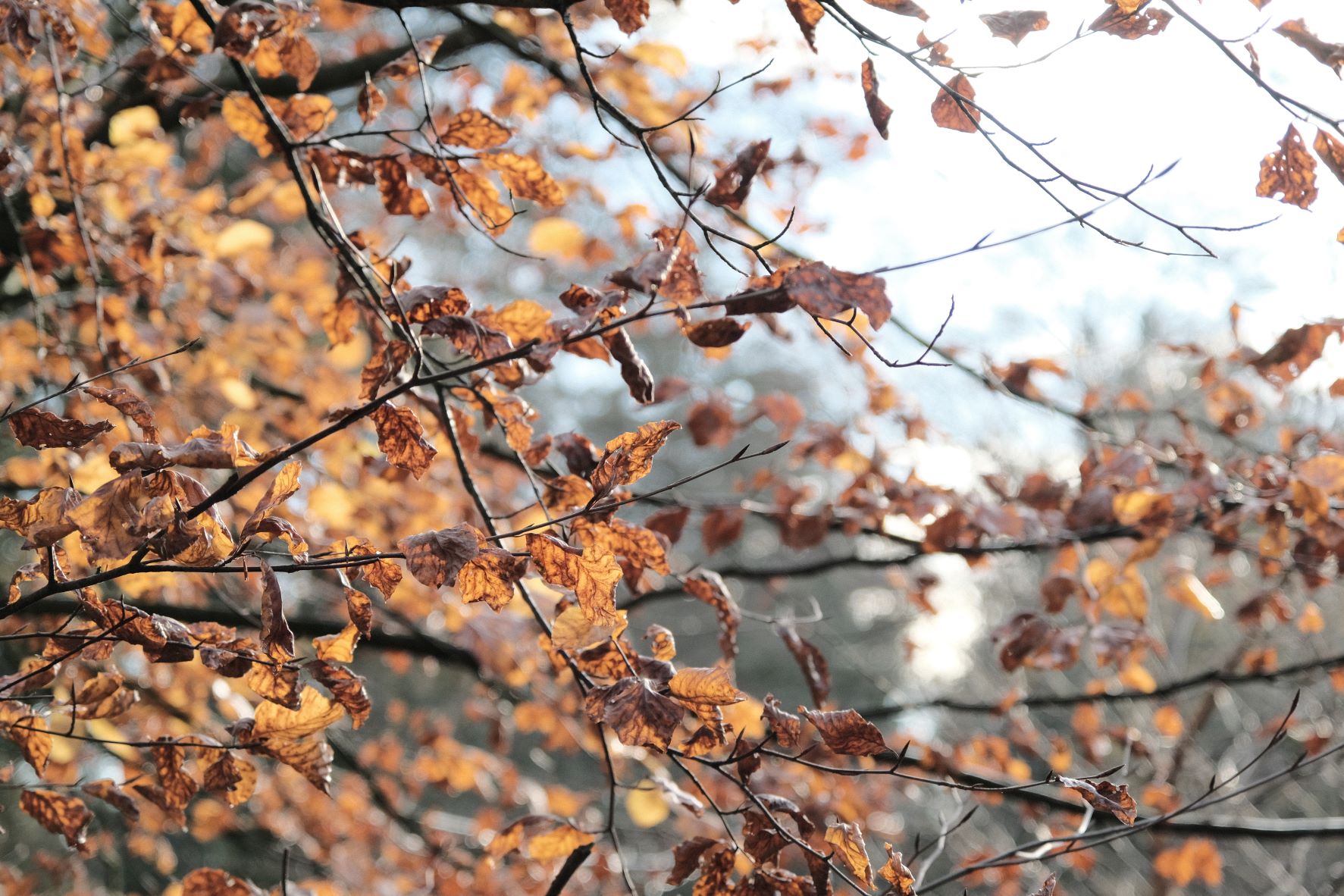 Jorrvaskr film recipe sample photo