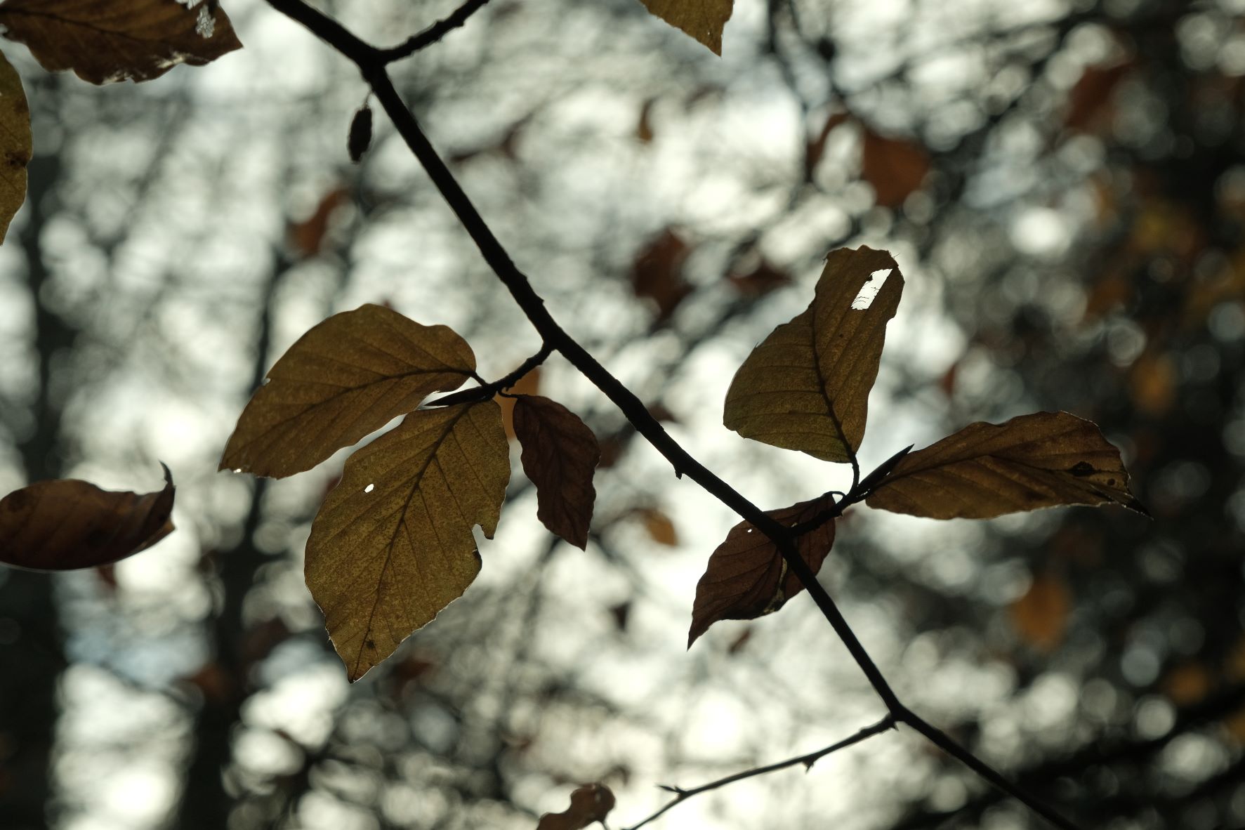 Forest Ranger film recipe sample photo