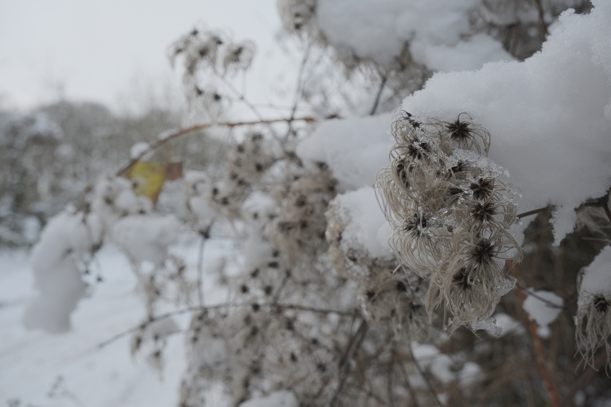 Winter Eterna film recipe sample photo