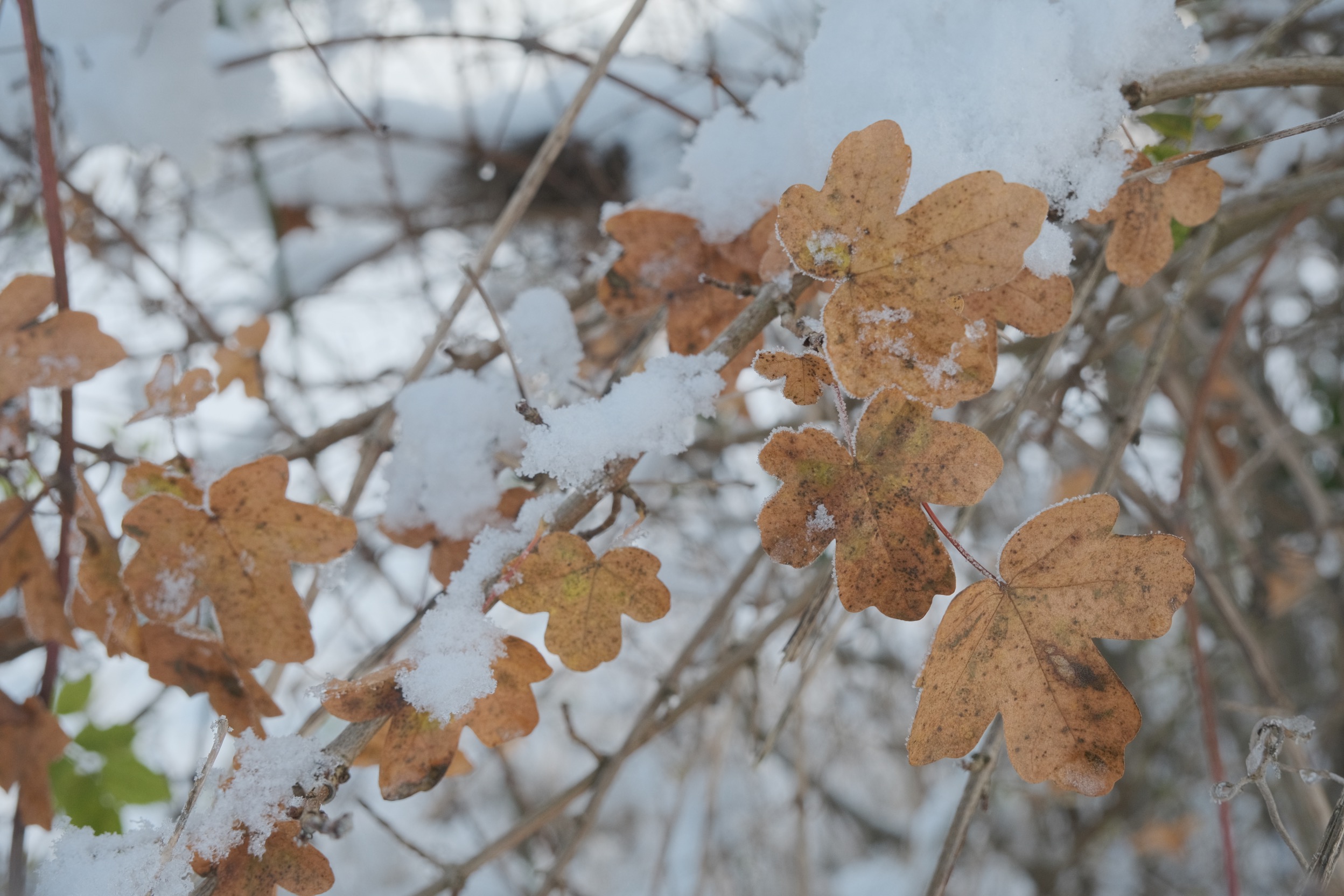 Winter Eterna film recipe sample photo