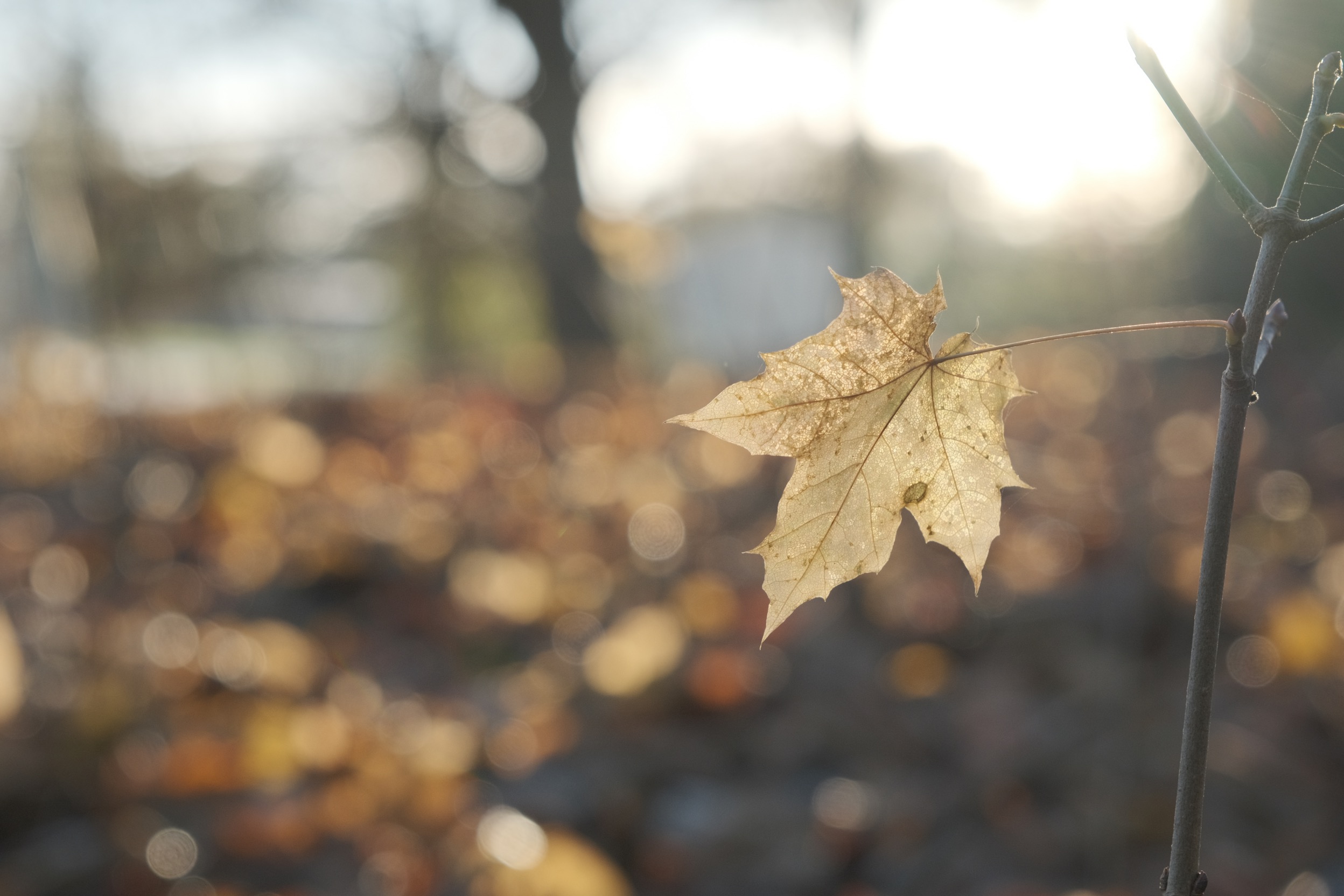 Winter Eterna film recipe sample photo