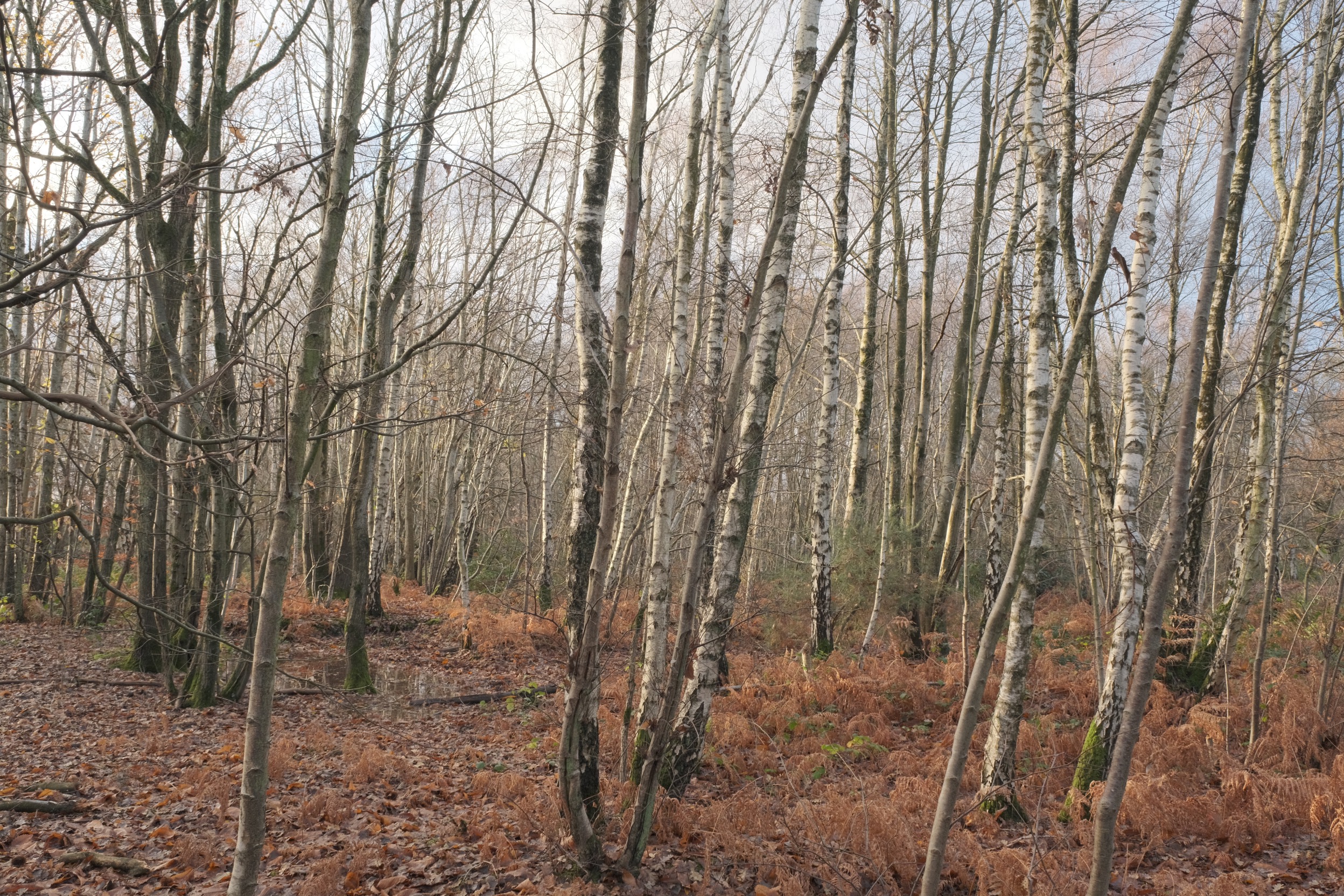 Winter Eterna film recipe sample photo