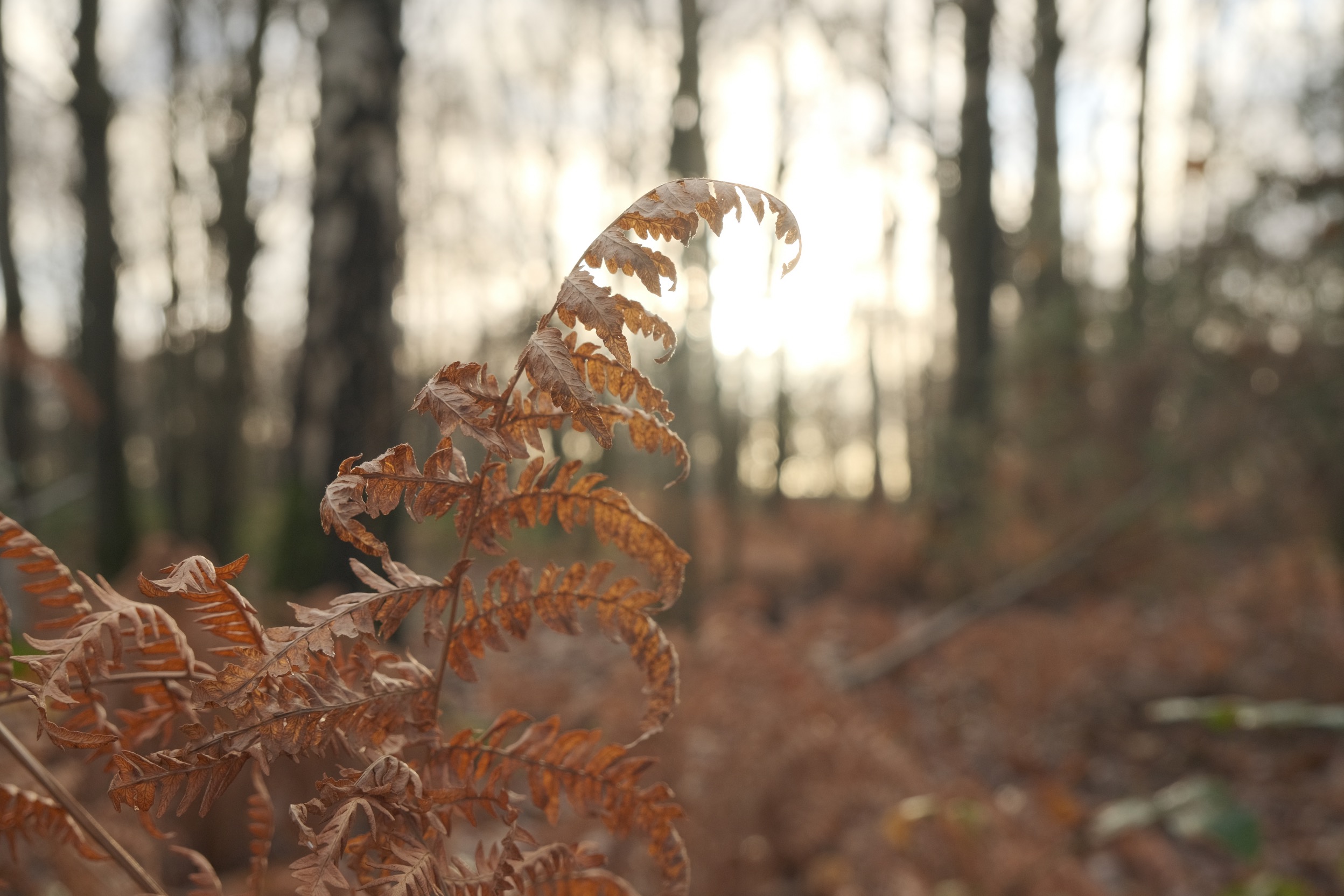 Winter Eterna film recipe sample photo
