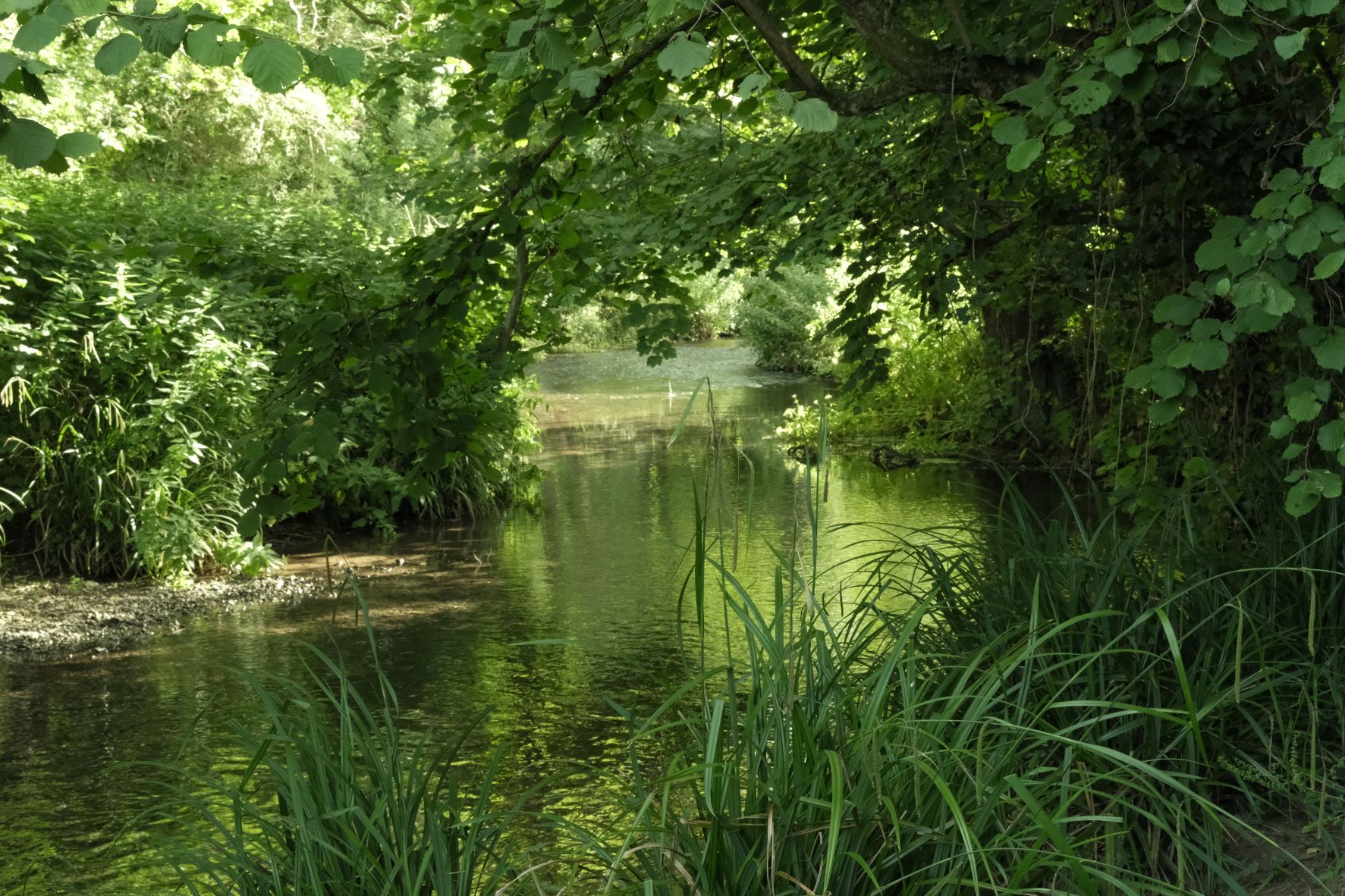Forest Ranger film recipe sample photo