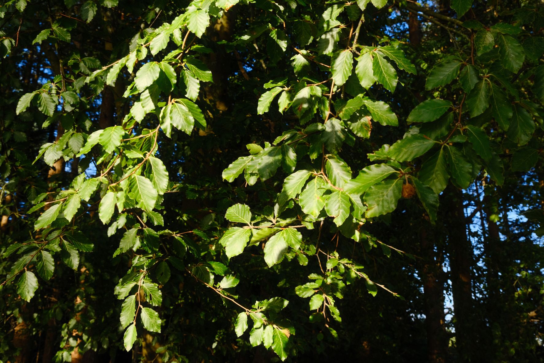 Arboria film recipe sample photo