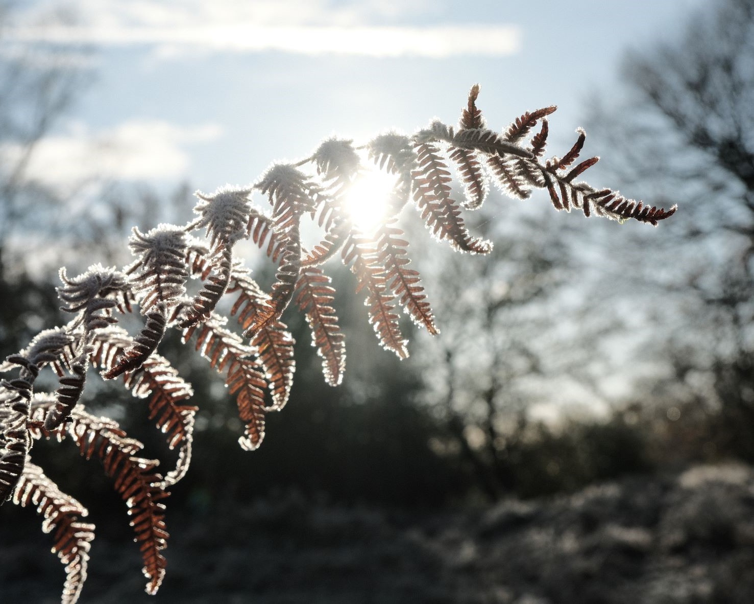 Jorrvaskr, from the Wilds of Skyrim