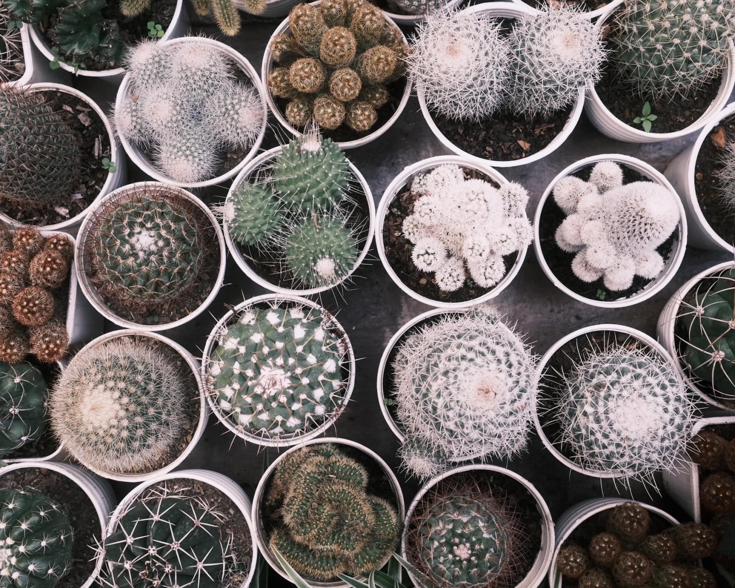 Melatonin, Calm & Muted by Grant Teng