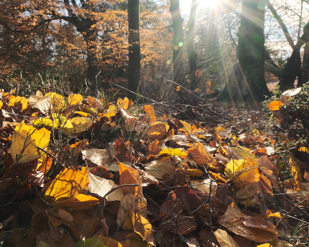 Mellow Magic, the Relaxed Natural Recipe