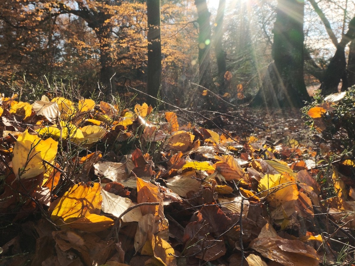 Mellow Magic, the Relaxed Natural&nbsp;Recipe