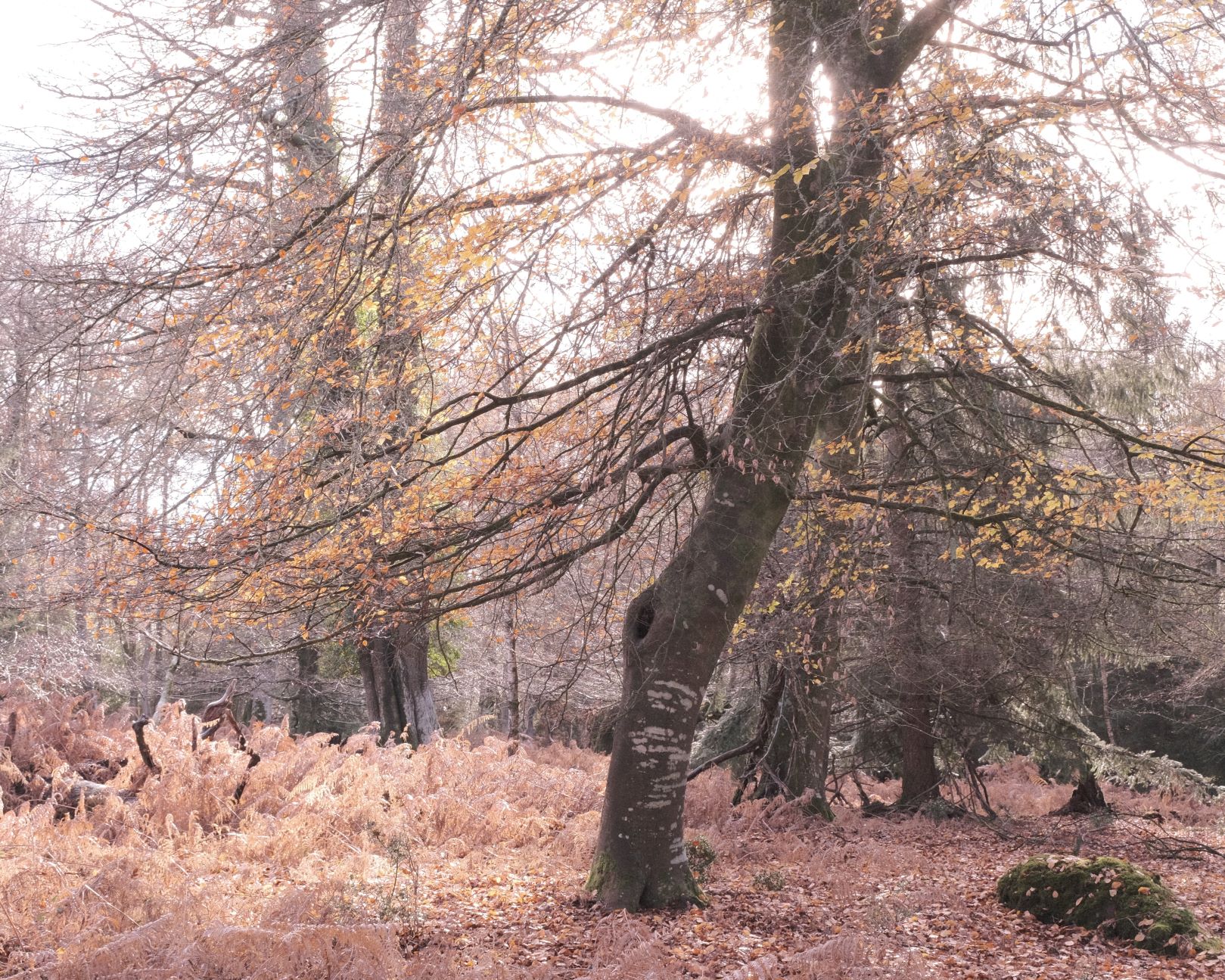 Polaroid 66, for Retro Toned Memories