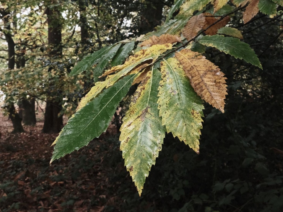 UB40, Natural Tone Bleach&nbsp;Bypass
