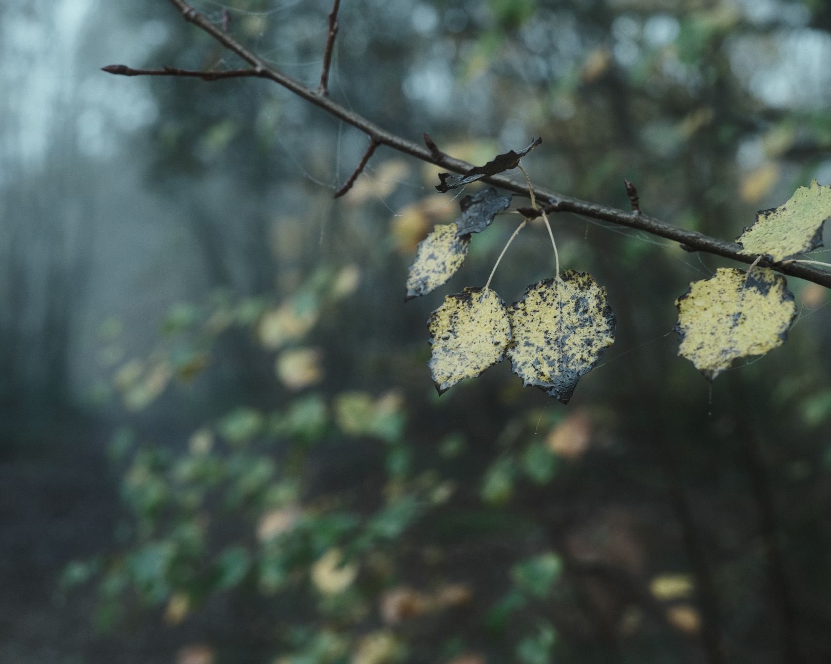 Vinterskog, Deep Tones Forest Recipe