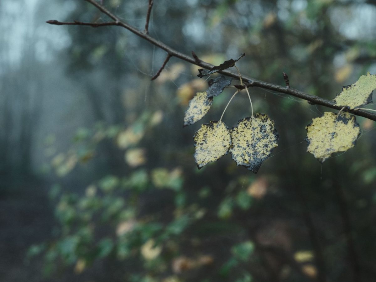 Vinterskog, Deep Tones Forest&nbsp;Recipe