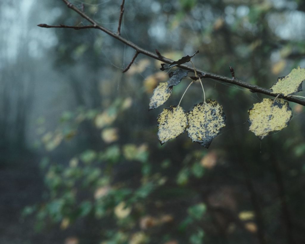 Vinterskog, Deep Tones Forest&nbsp;Recipe