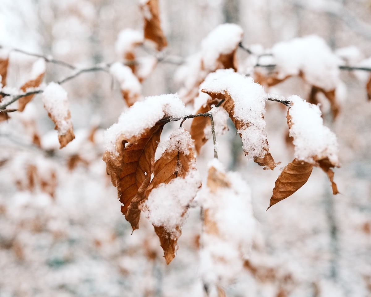 Winter Magic, designed by Tobias Gruber – Film Recipes for