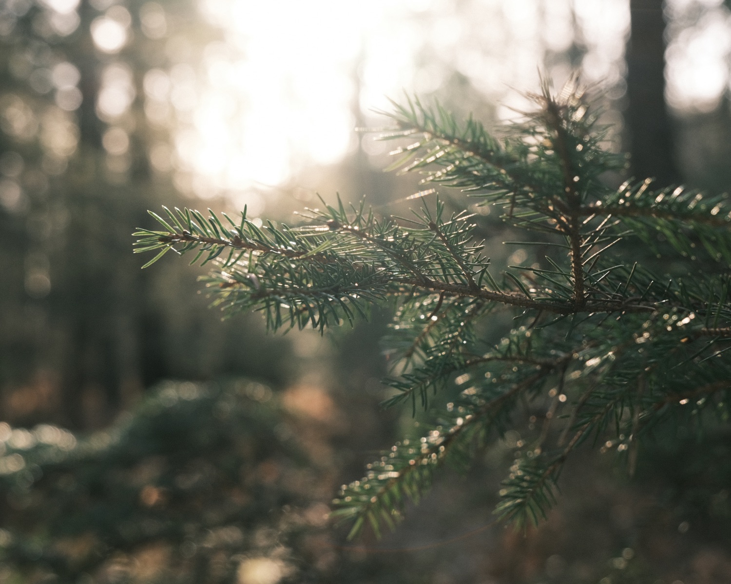 Age of Aquarius, Let the Sunshine In