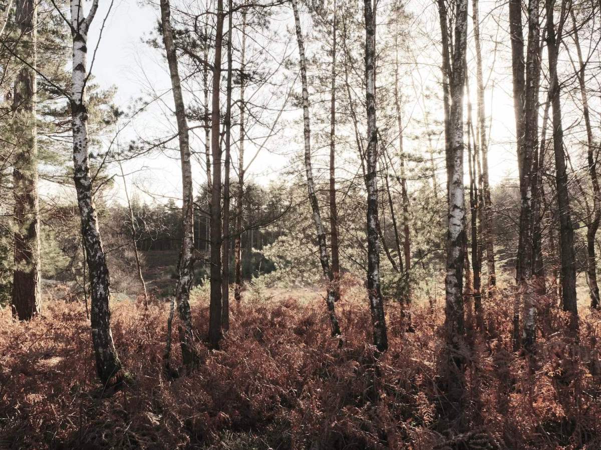 Driftwood, Creamy Eterna Bleach&nbsp;Style