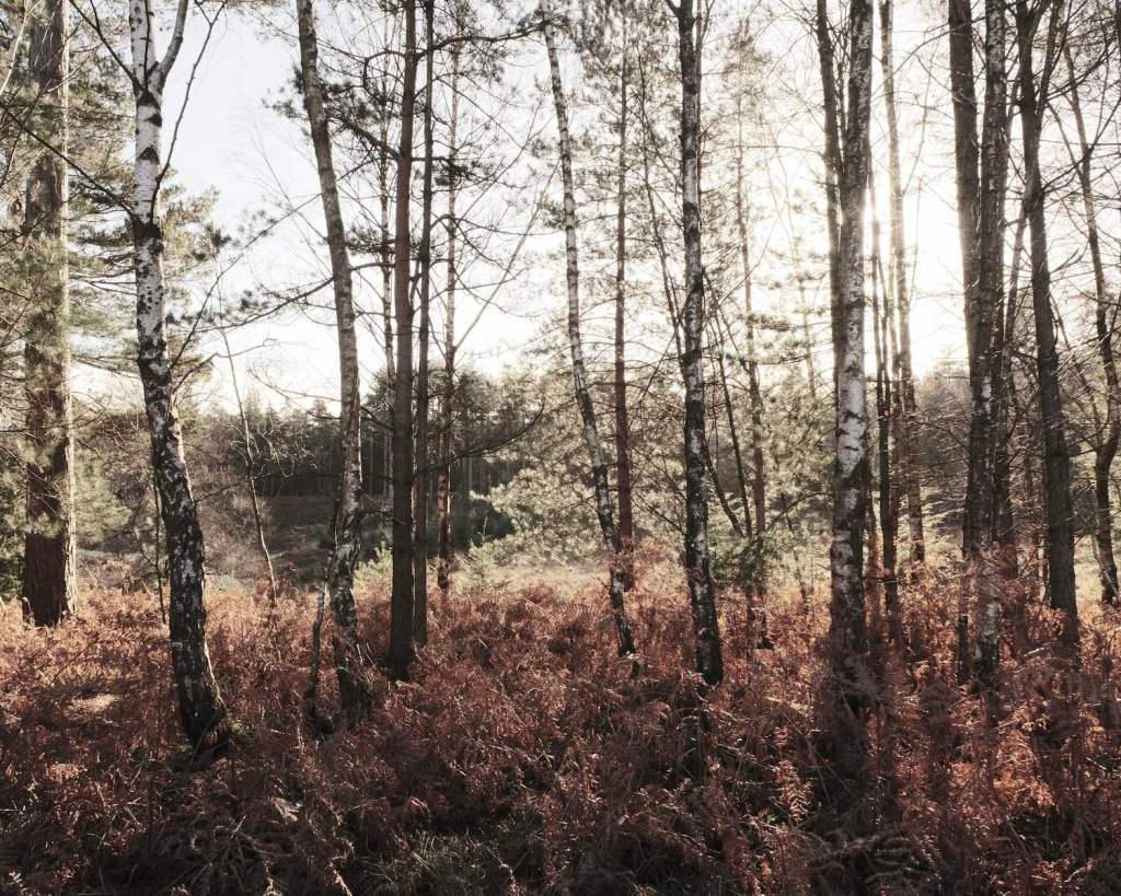 Driftwood, Creamy Eterna Bleach&nbsp;Style