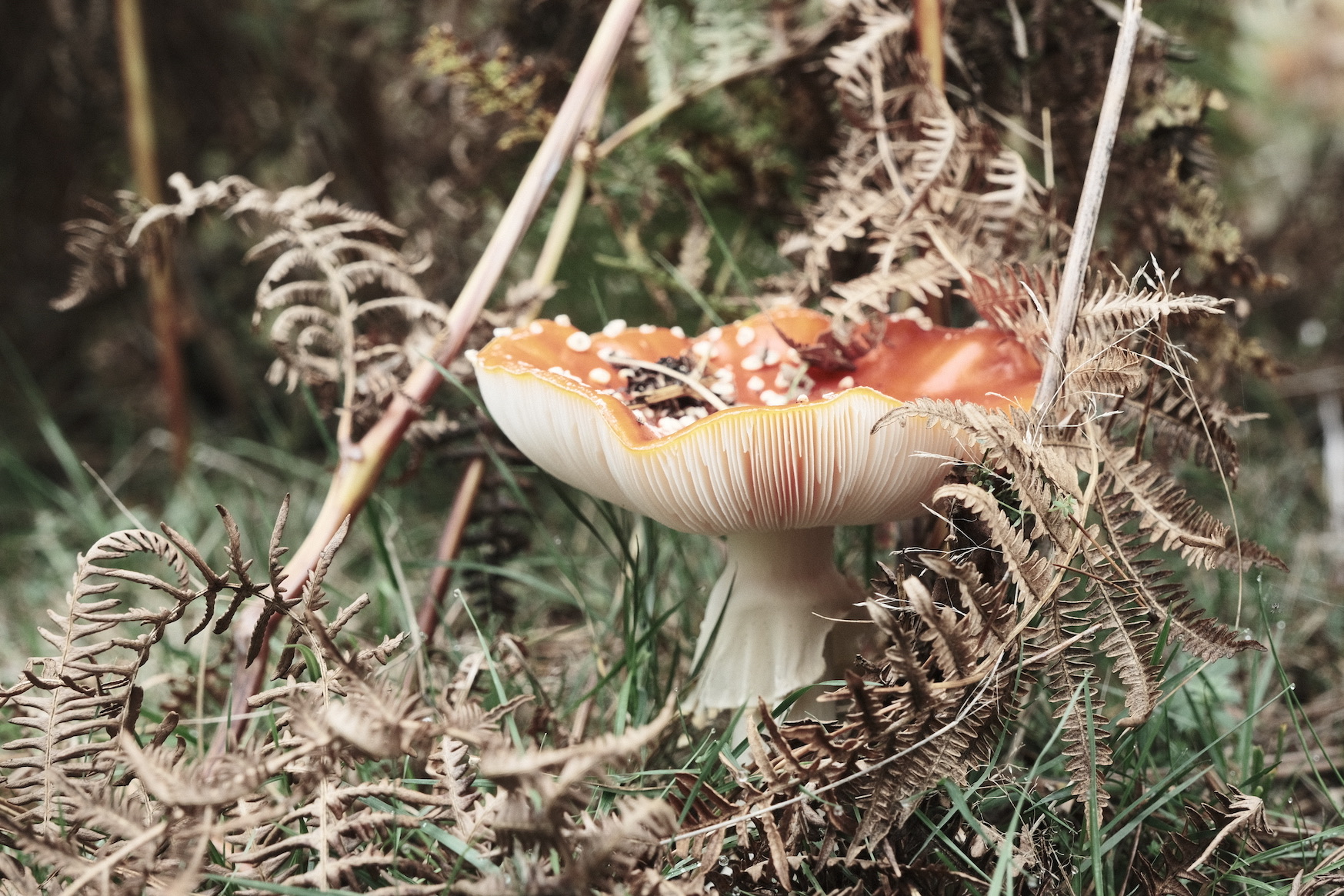 Citric Acid film recipe sample photo