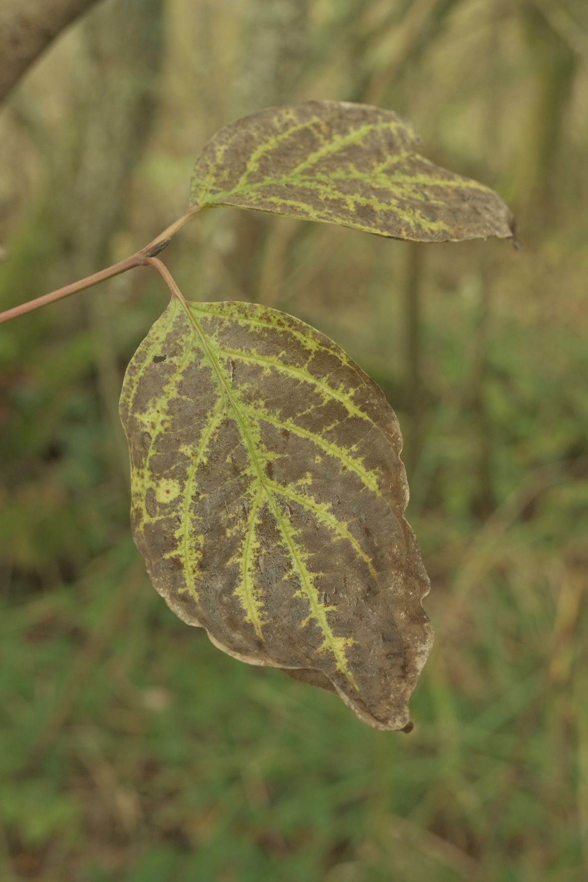 Expired Geographic film recipe sample photo