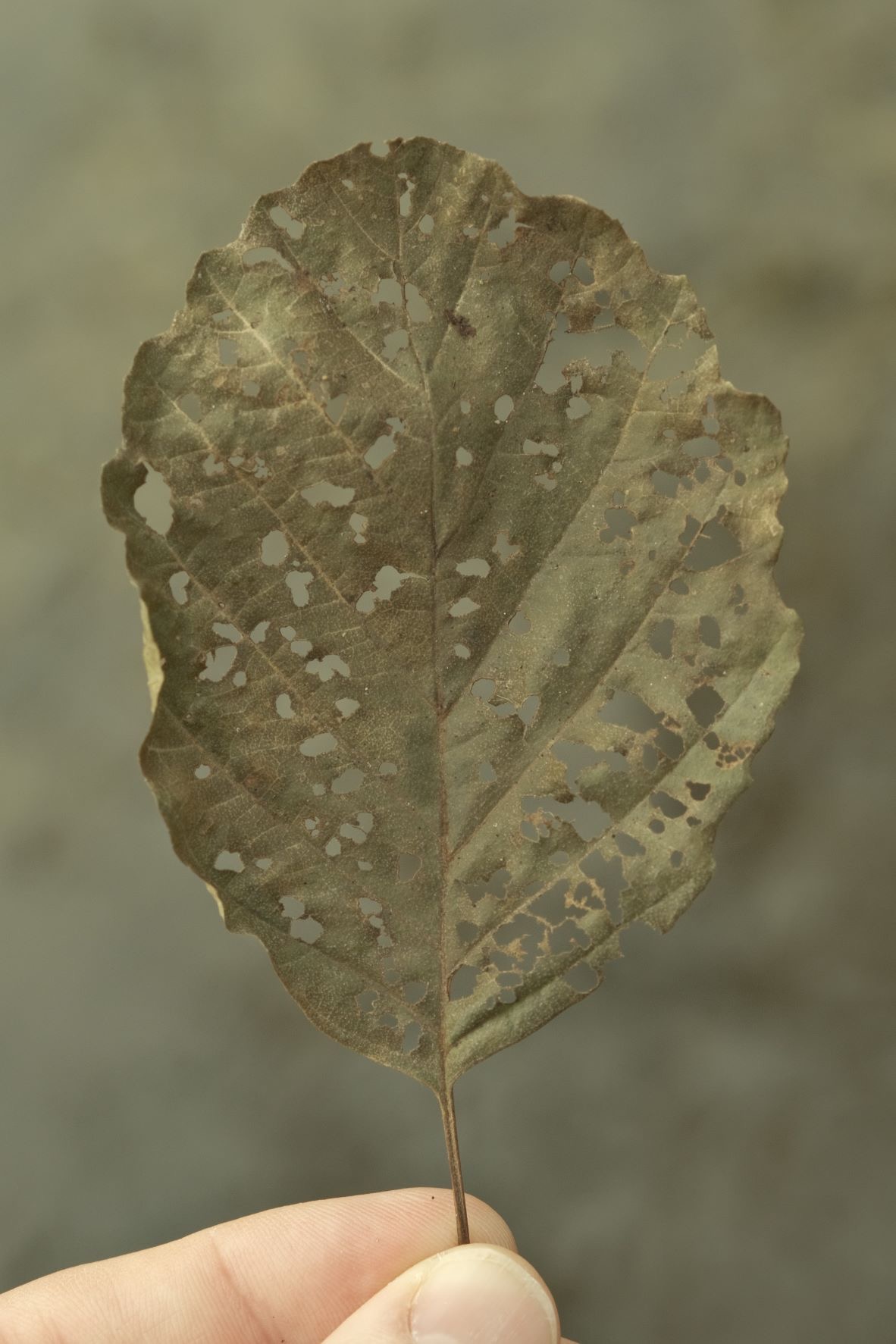 Expired Geographic film recipe sample photo