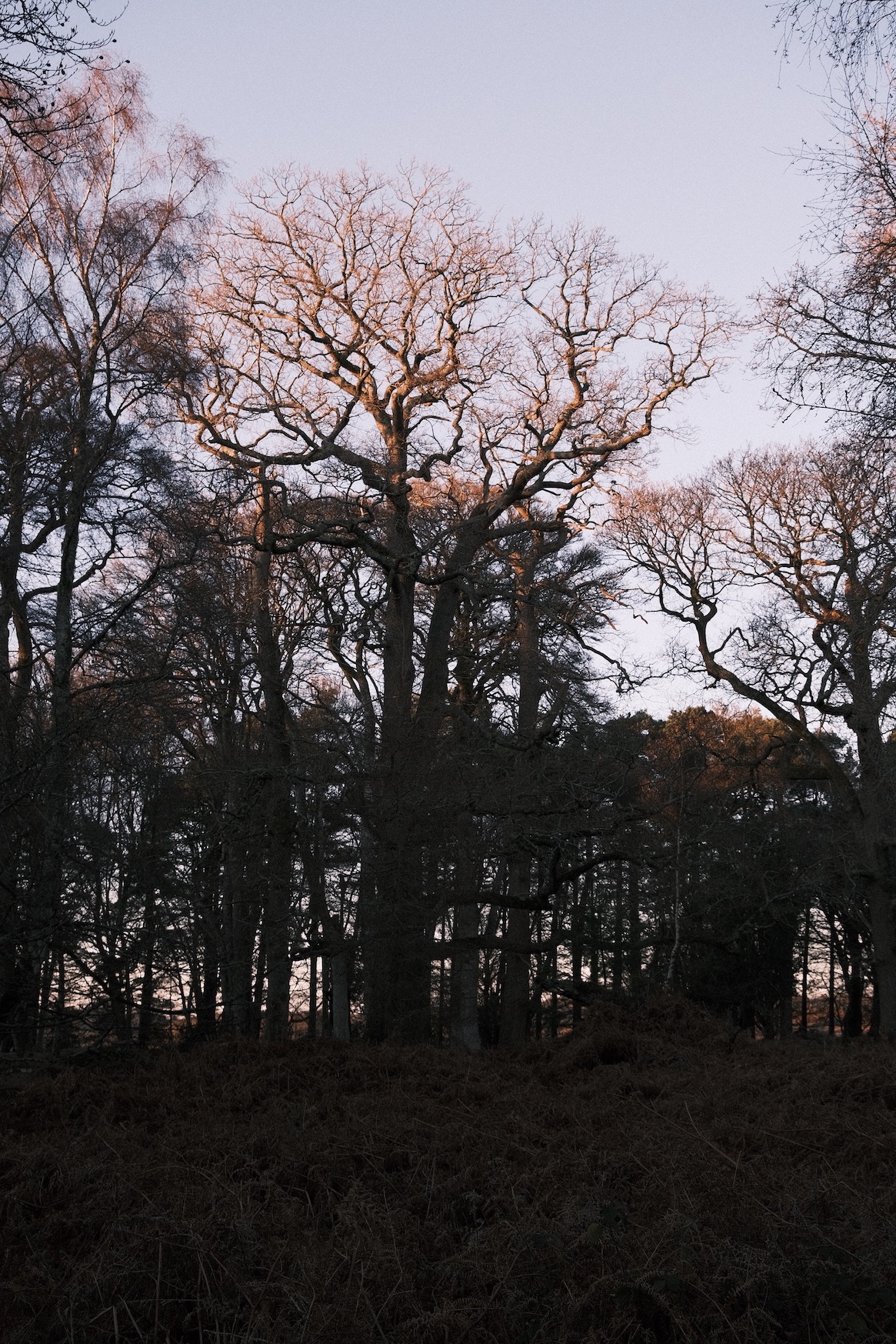 Quartz 400 film recipe sample photo