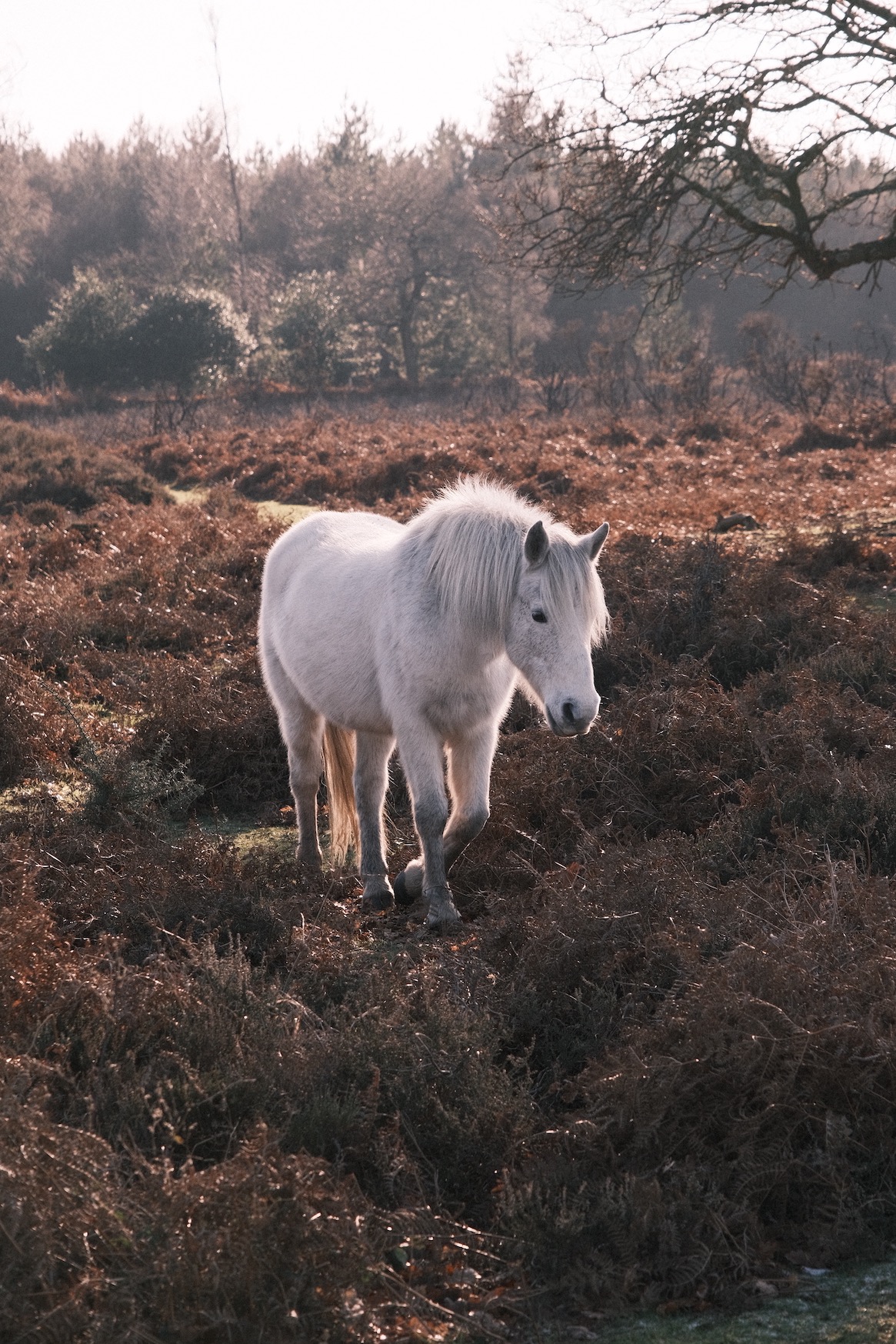 Quartz 400 film recipe sample photo
