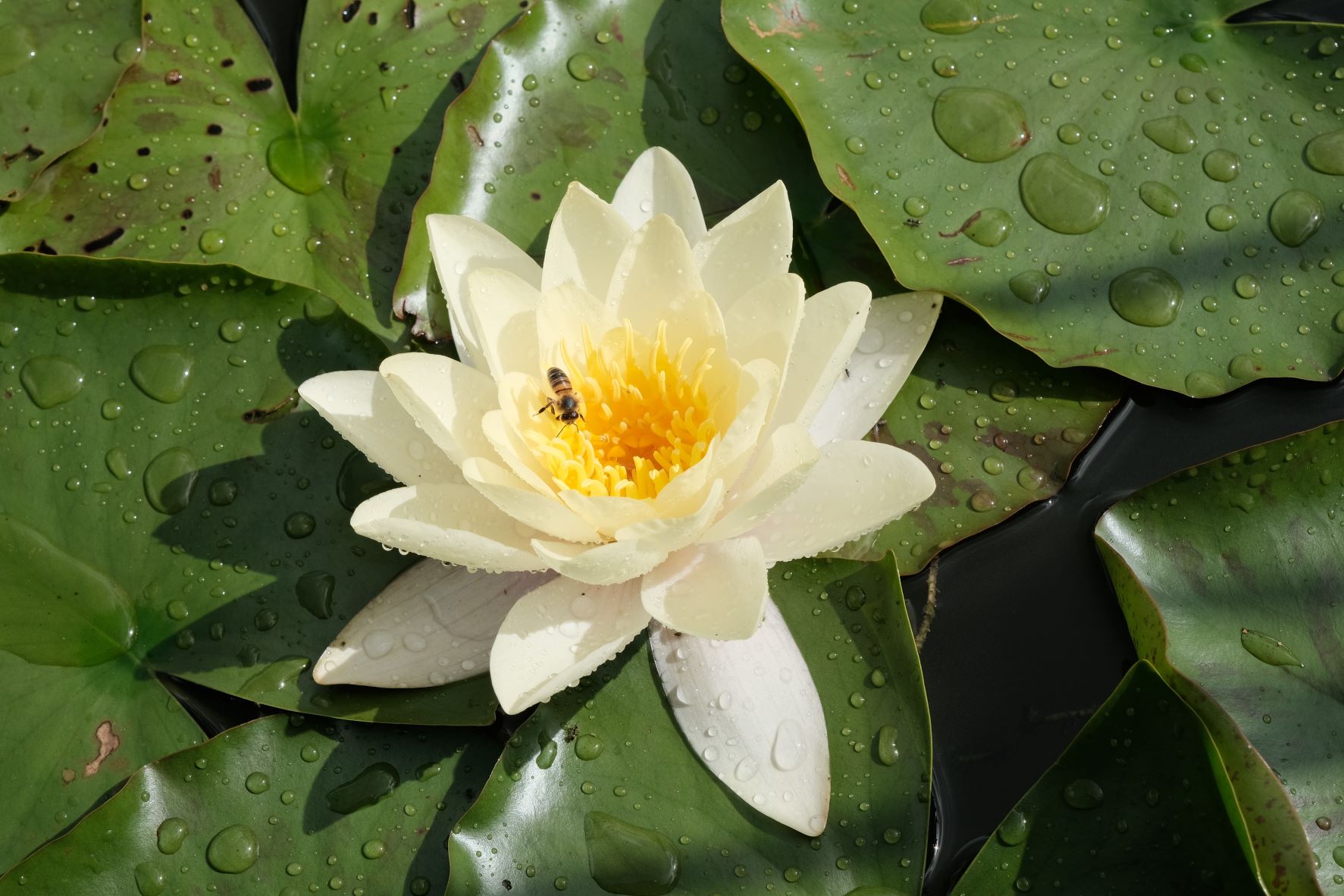 Kodak Pro Image film recipe sample photo