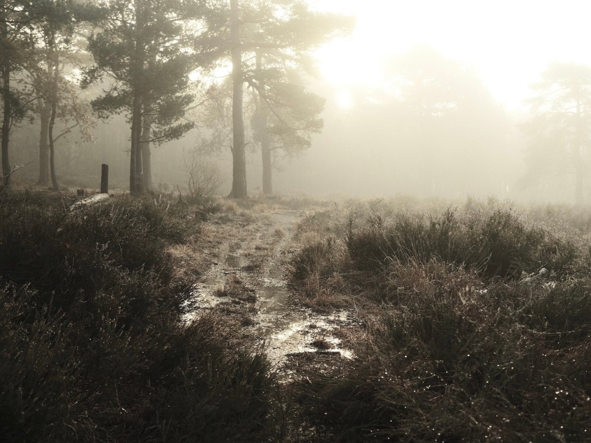 Citric Acid, Lemon Tone Bleach&nbsp;Bypass