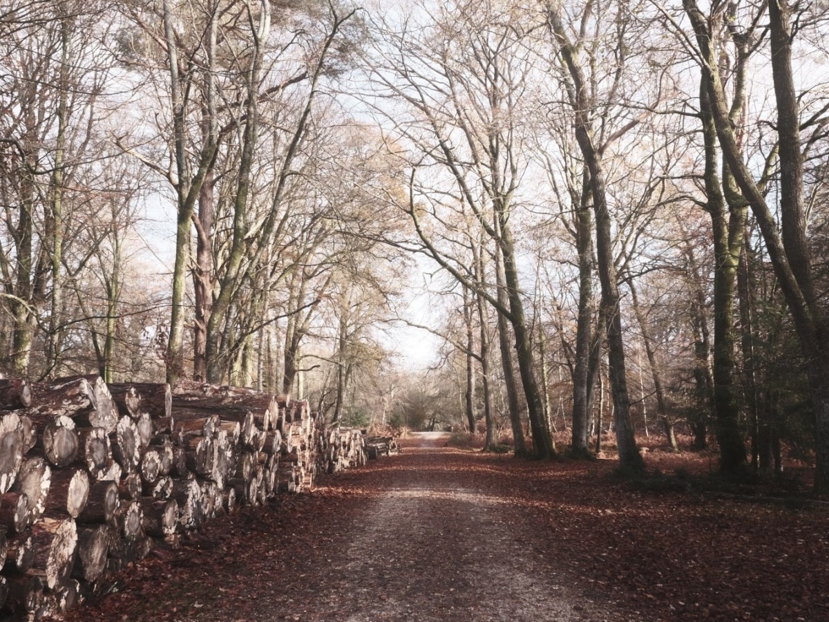 Wychwood Pale, for Walks in the Winter&nbsp;Woods