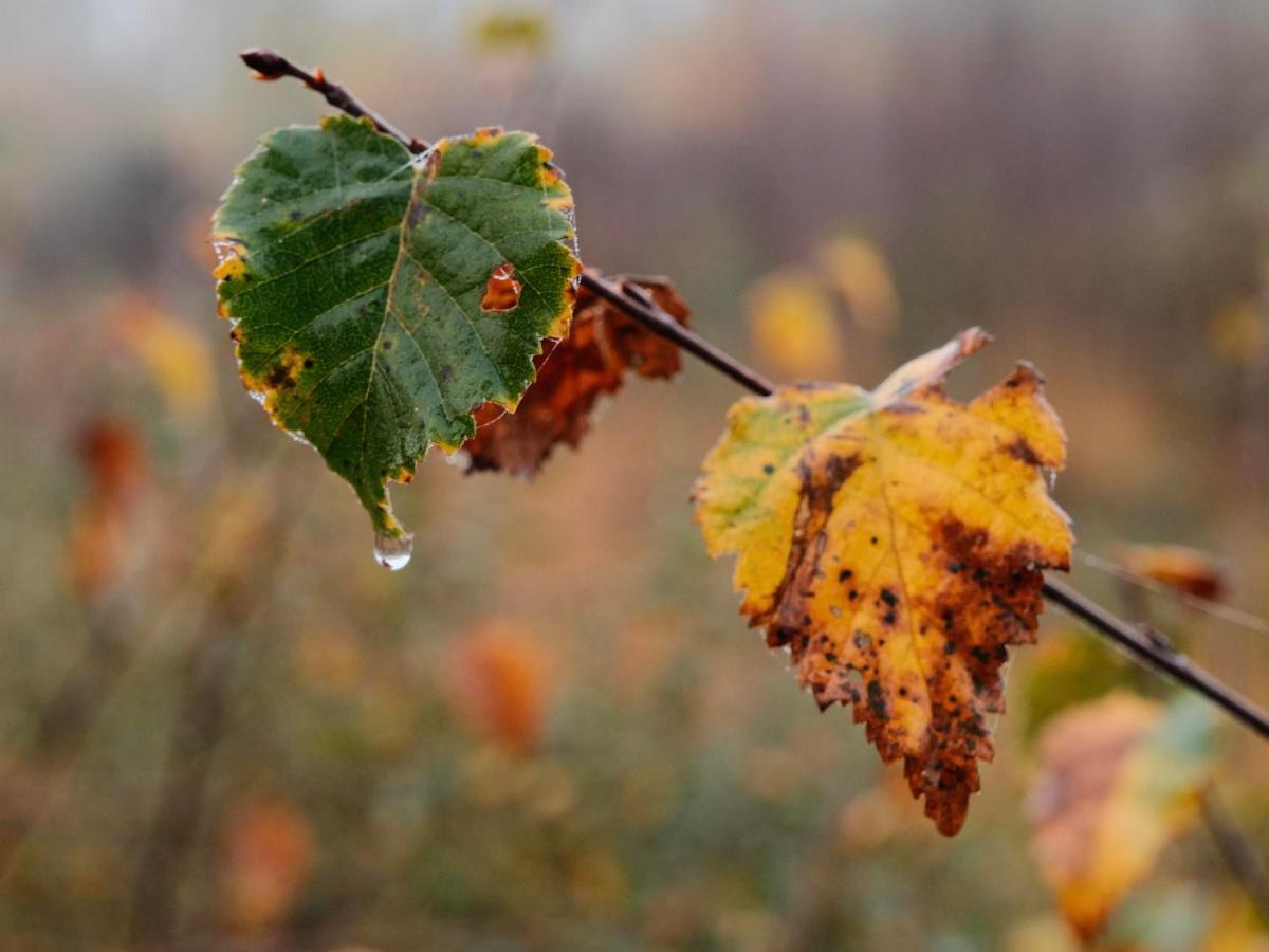 Cineplus, a Punchy Classic Chrome&nbsp;Style