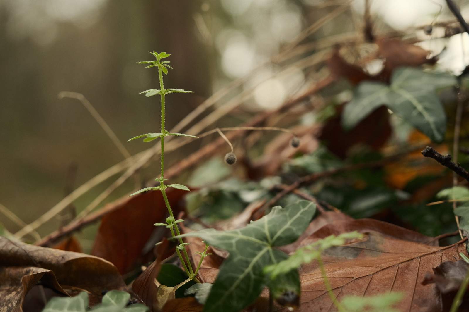 Explorers Cinematic film recipe sample photo