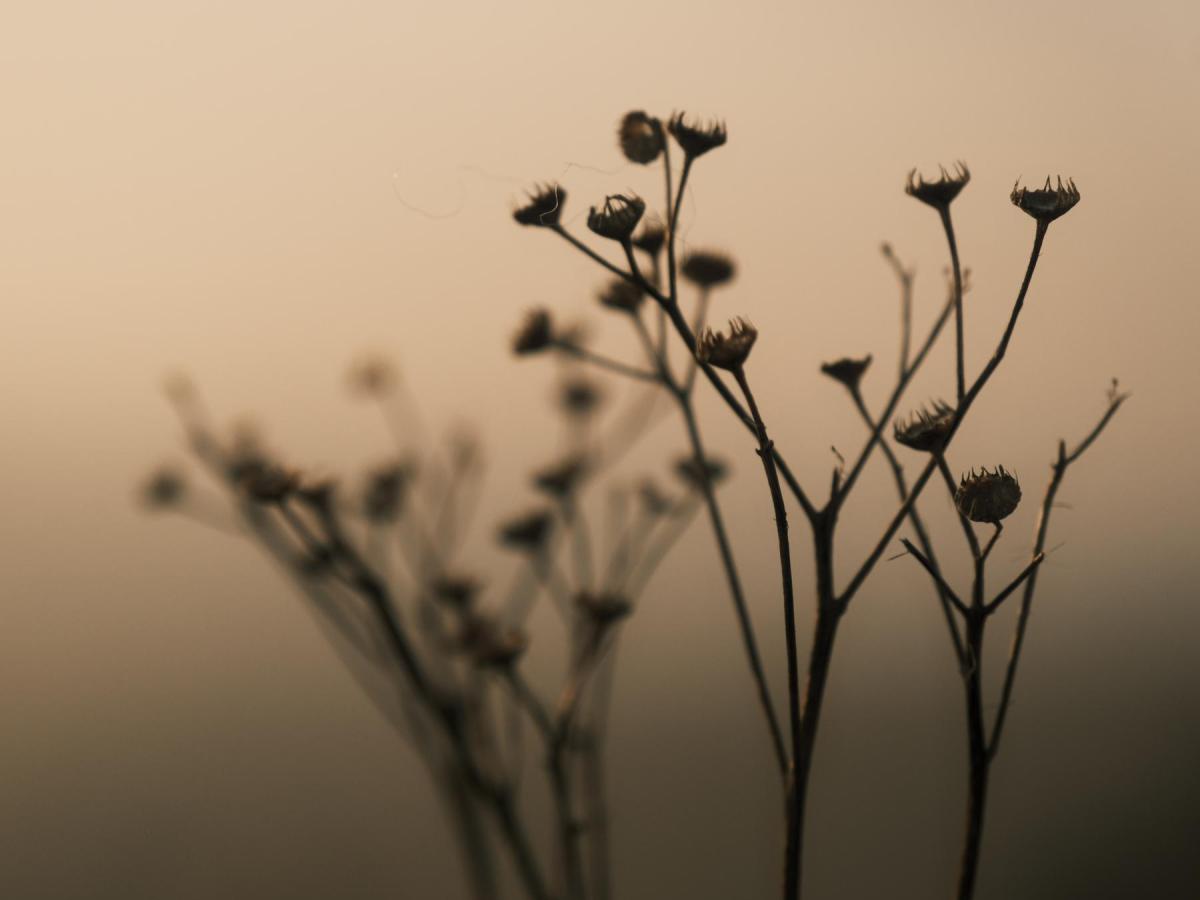 Heart of Gold, for Glorious Golden&nbsp;Hours