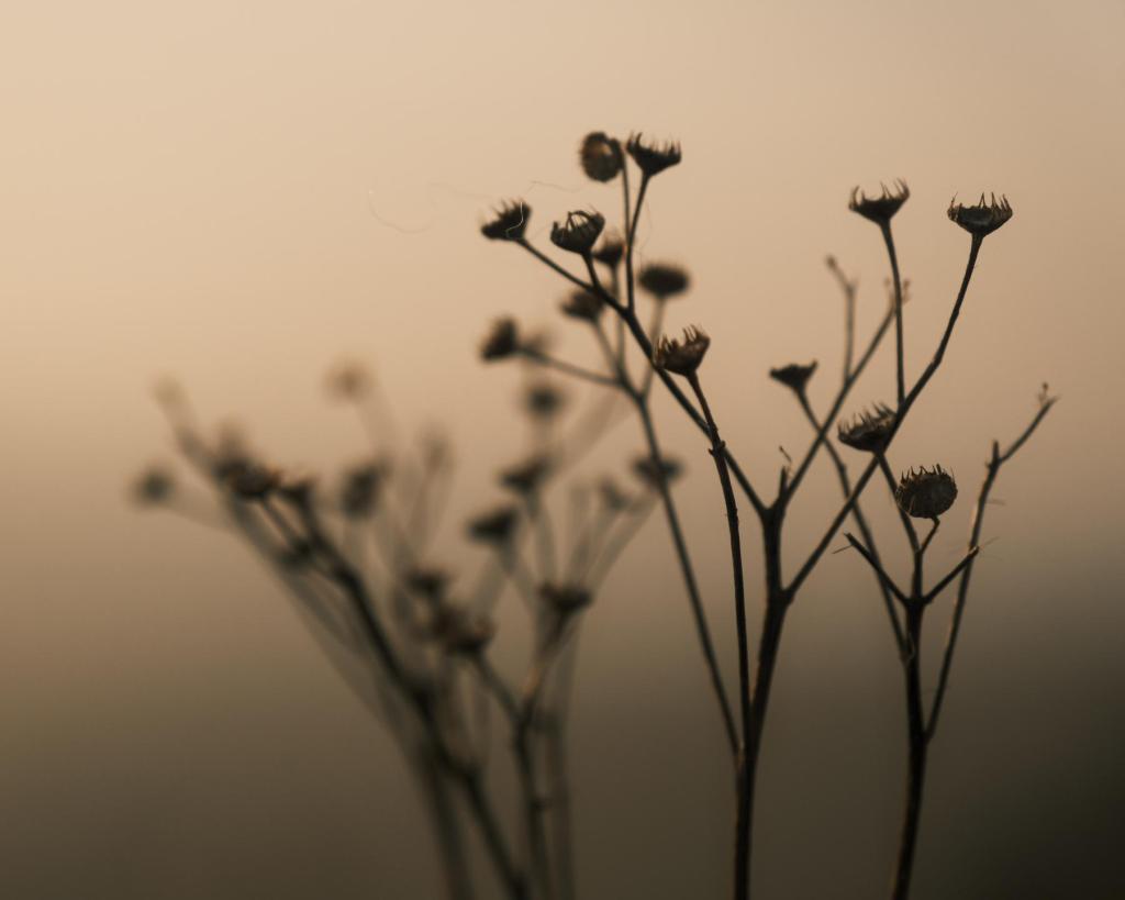 Heart of Gold, for Glorious Golden&nbsp;Hours