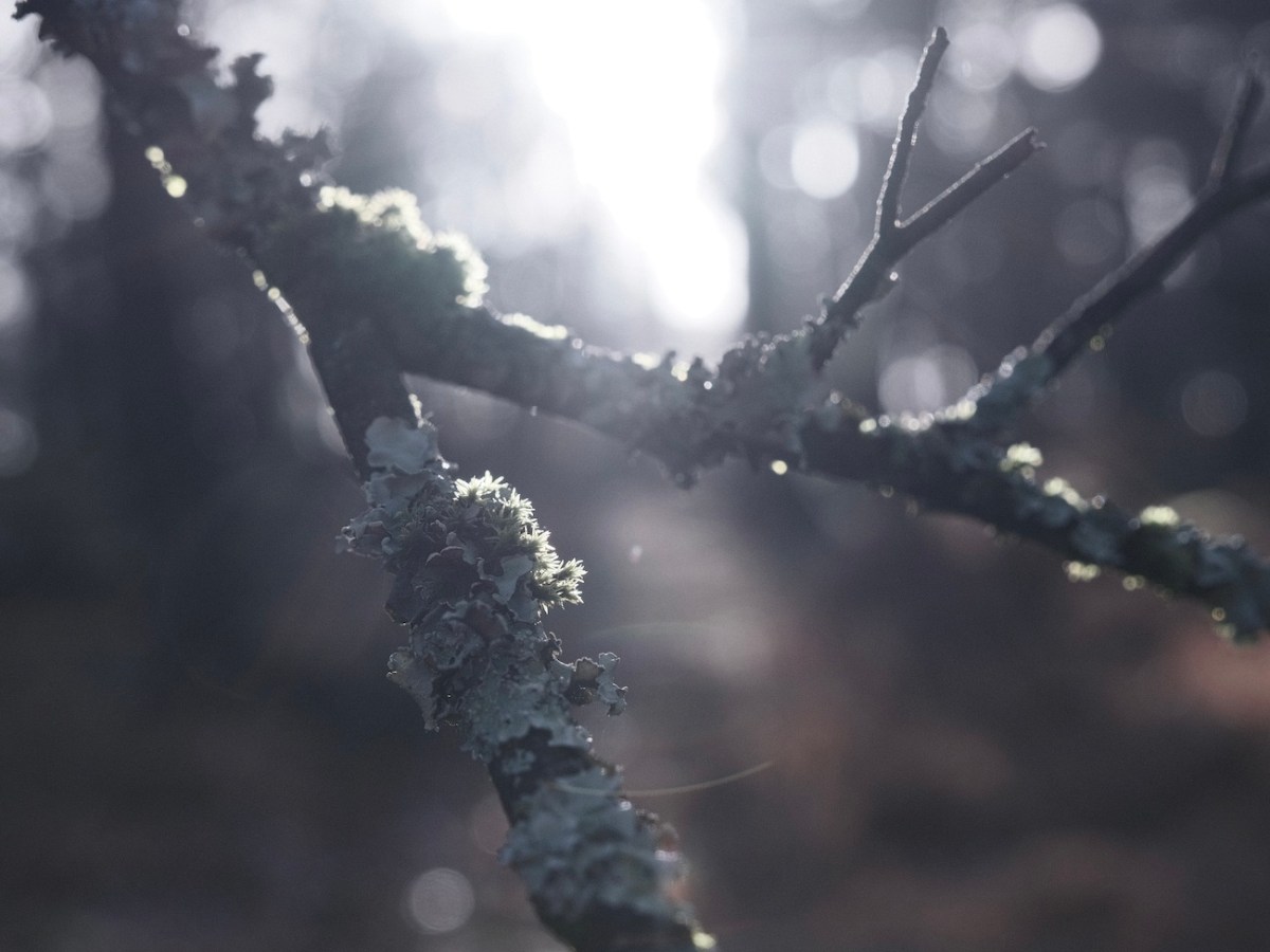 Silver Slate, Mineral Tone Bleach&nbsp;Bypass