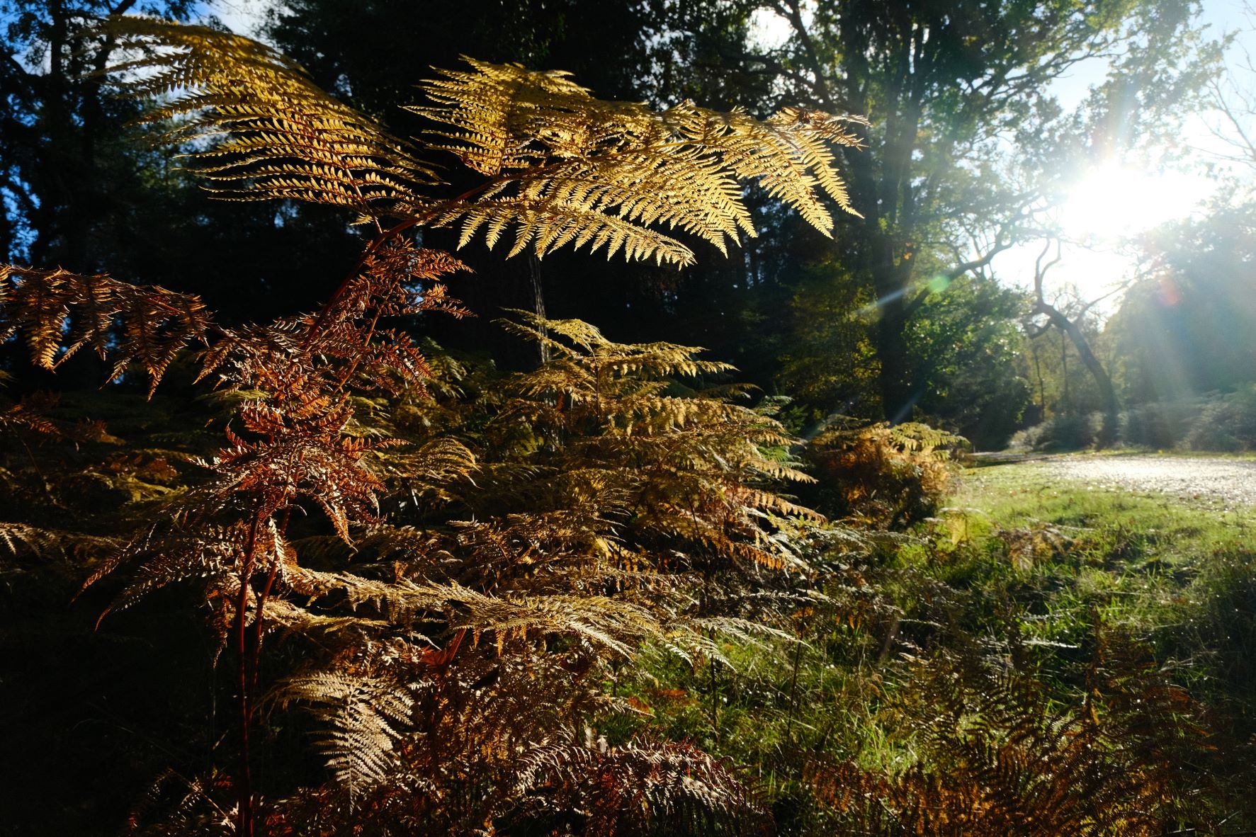 Natural Ambience film recipe sample photo