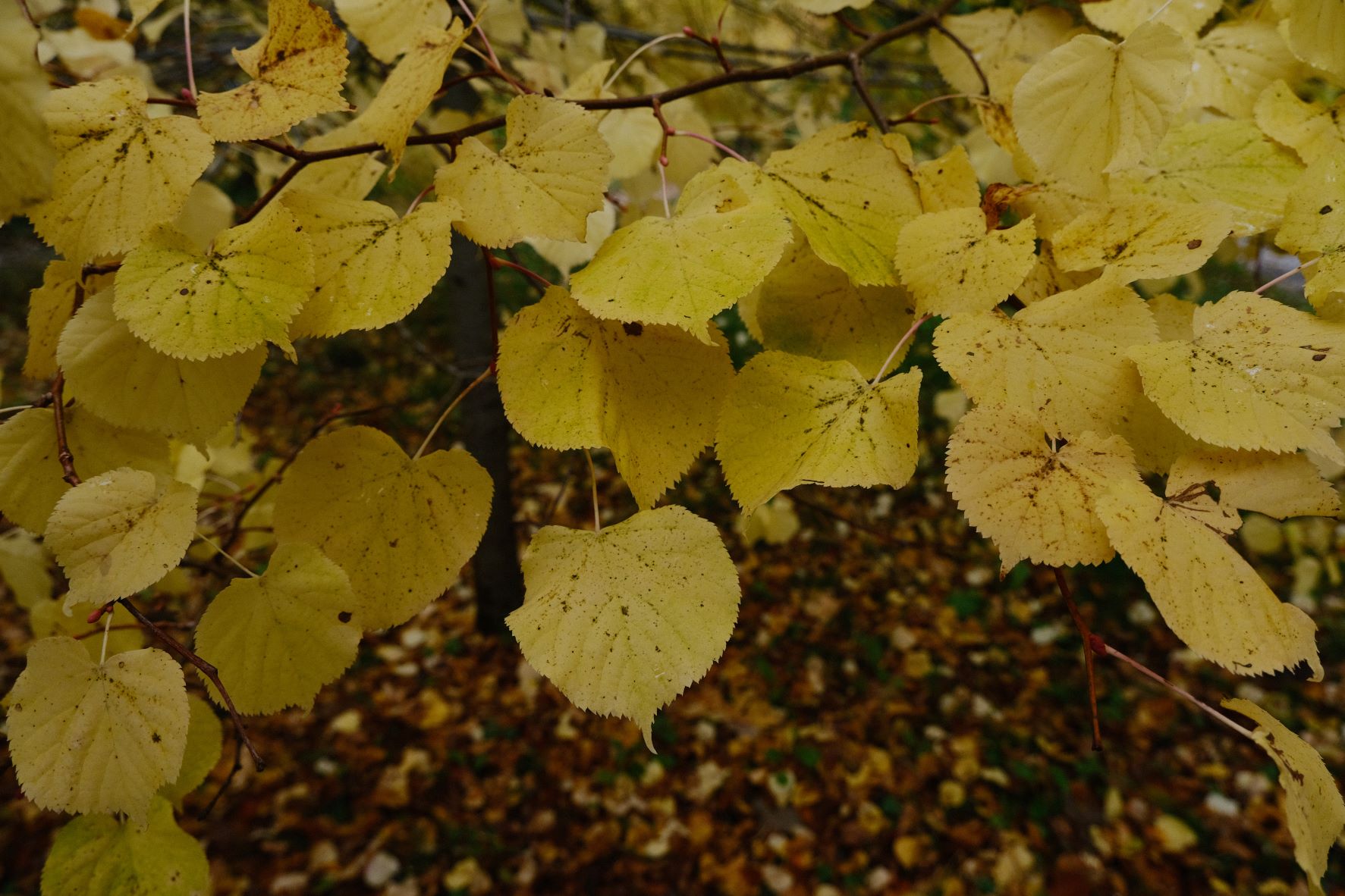 Natural Ambience film recipe sample photo
