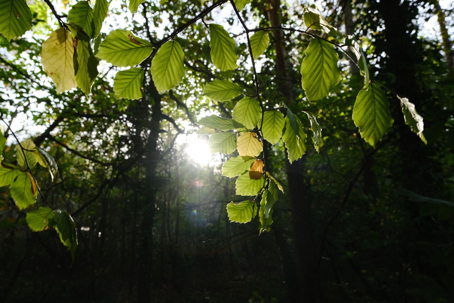 Natural Ambience film recipe sample photo