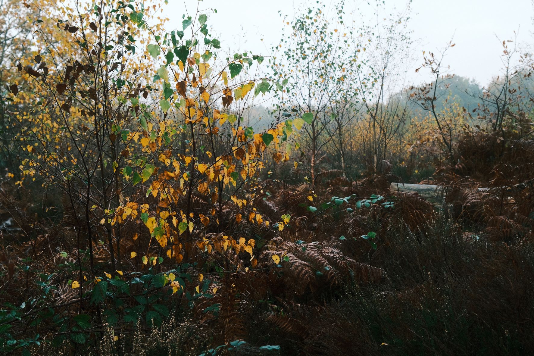 Ultra Color 200 film recipe sample photo