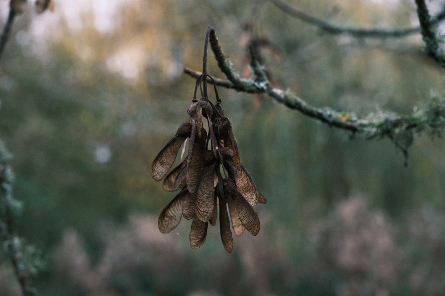 Fujicolor Ambience film recipe sample photo