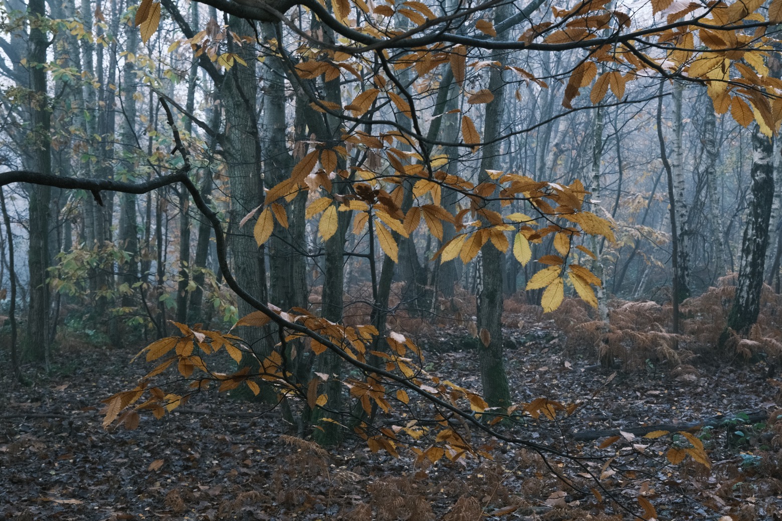 Fujicolor Ambience film recipe sample photo