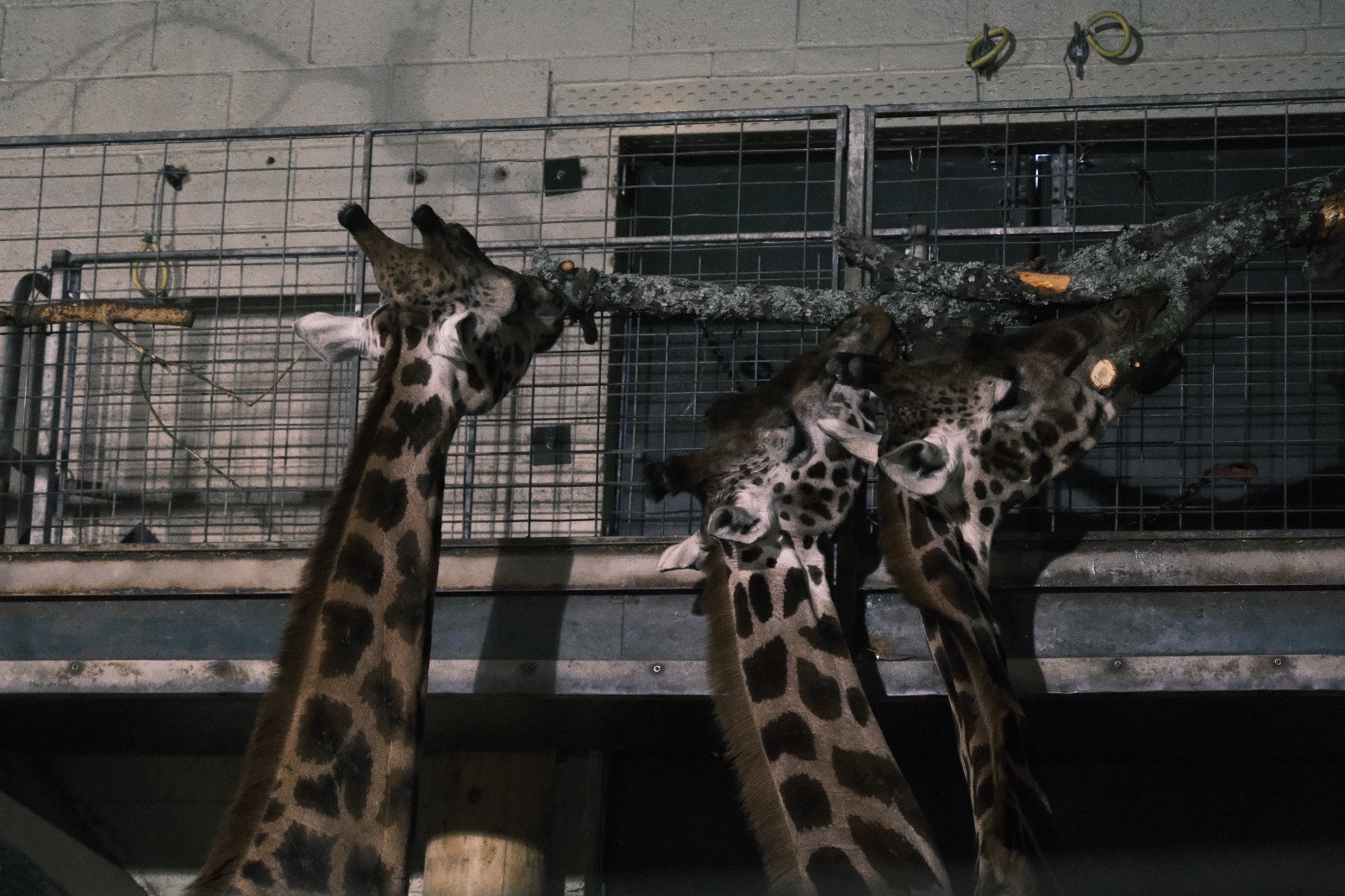 Fujicolor Ambience film recipe sample photo