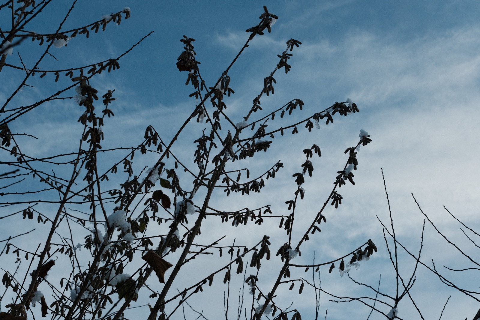 Kodacolor Ambience film recipe sample photo