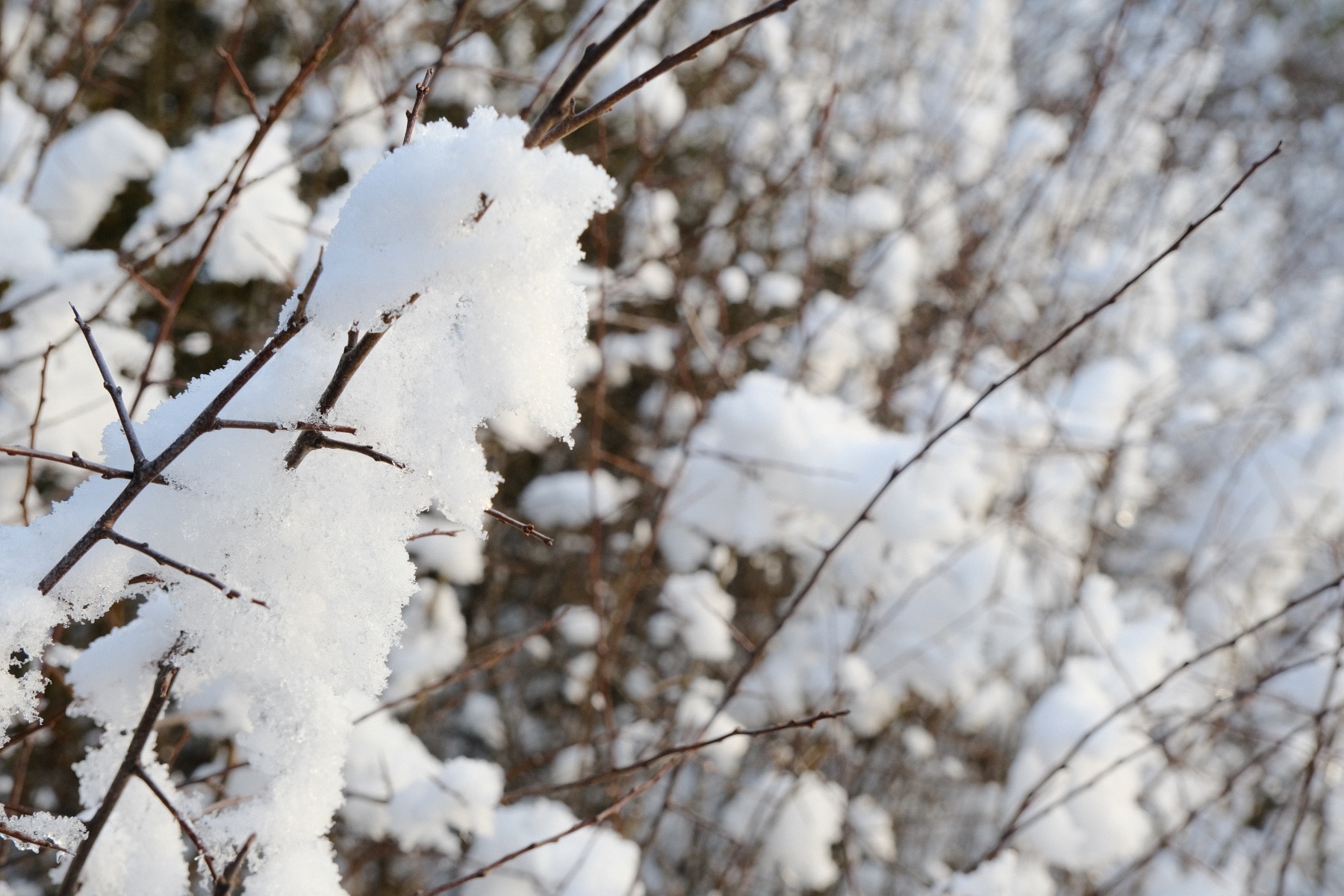 Natural Ambience film recipe sample photo