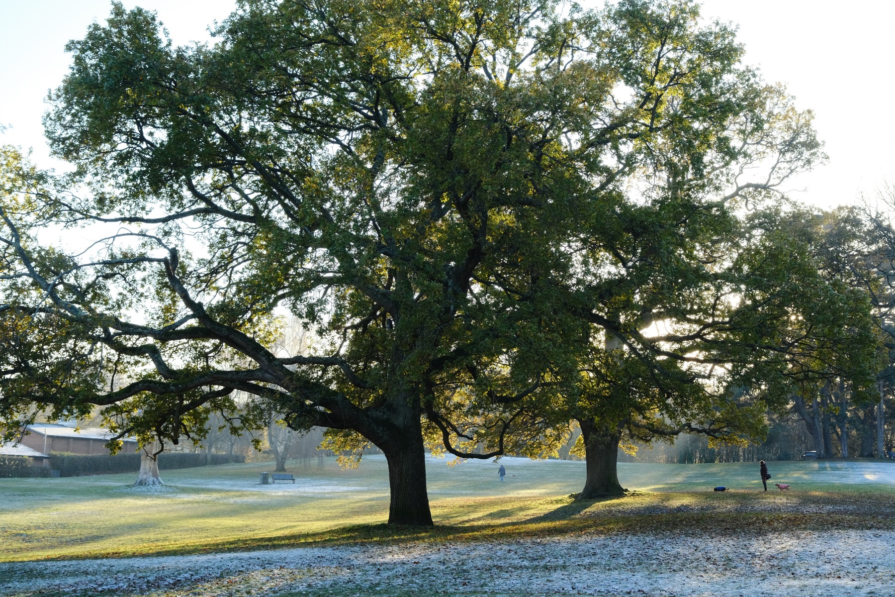 Natural Ambience film recipe sample photo